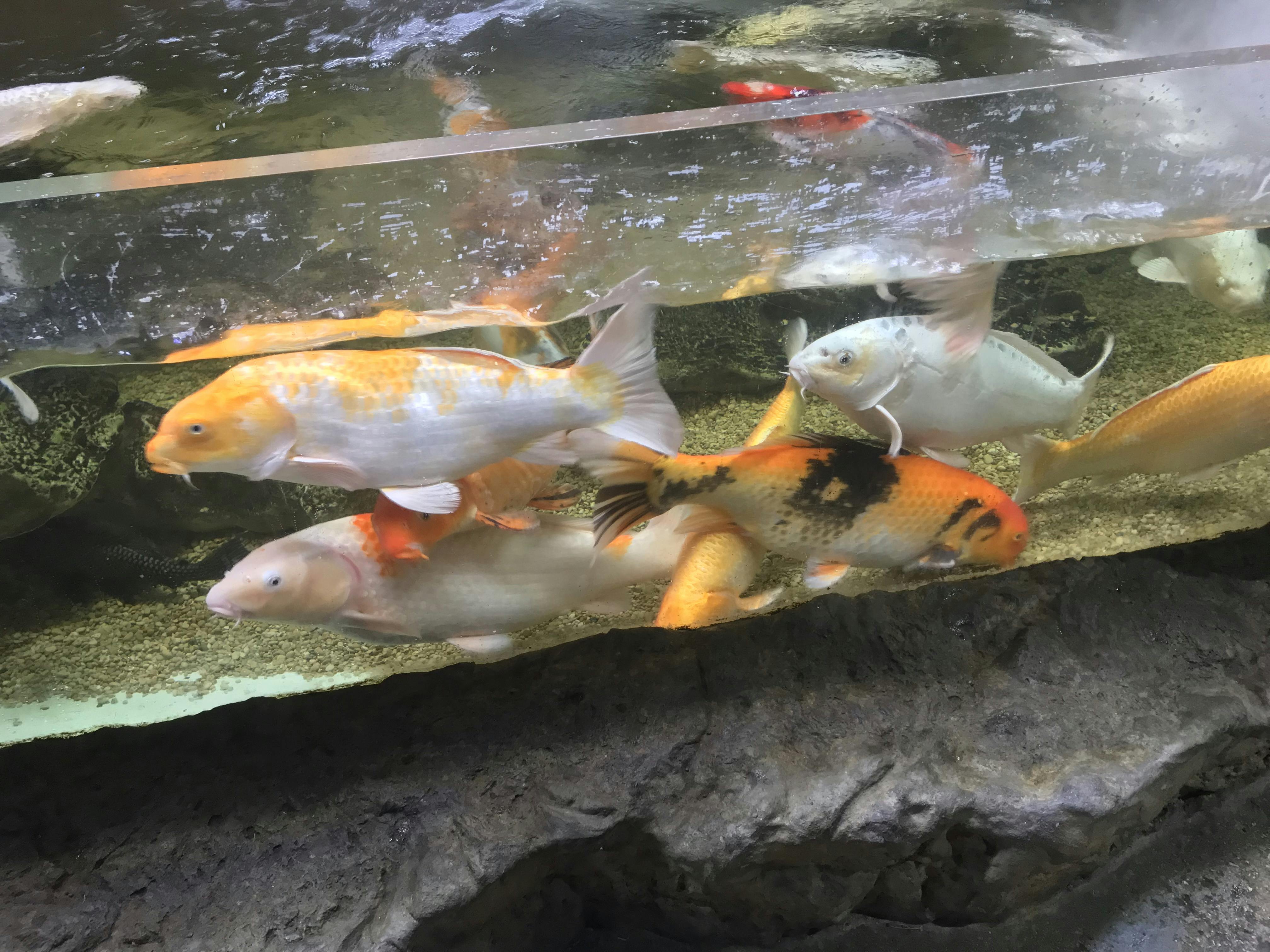 San Antonio Aquarium tickets San Antonio