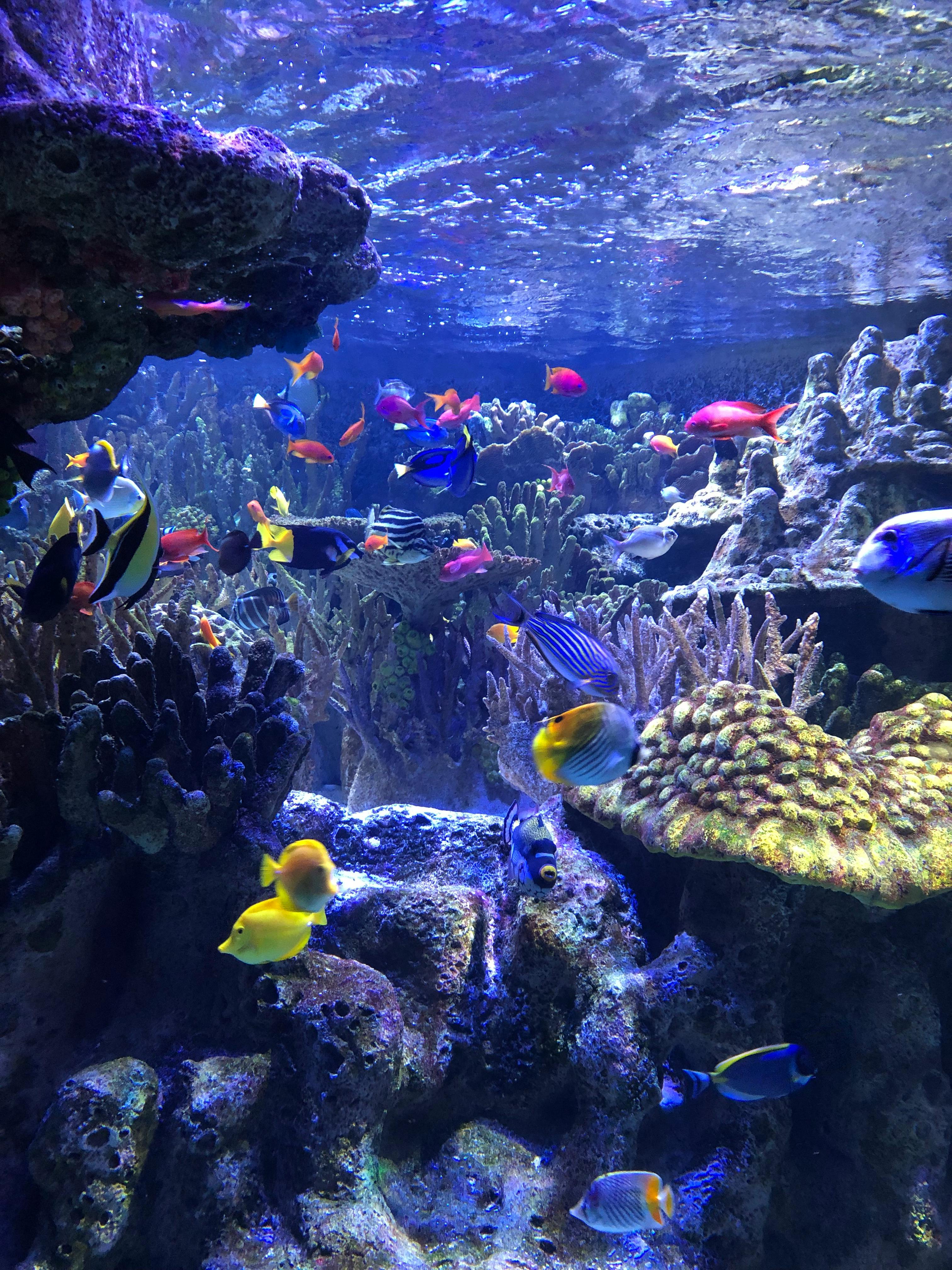 New England Aquarium Tickets Boston