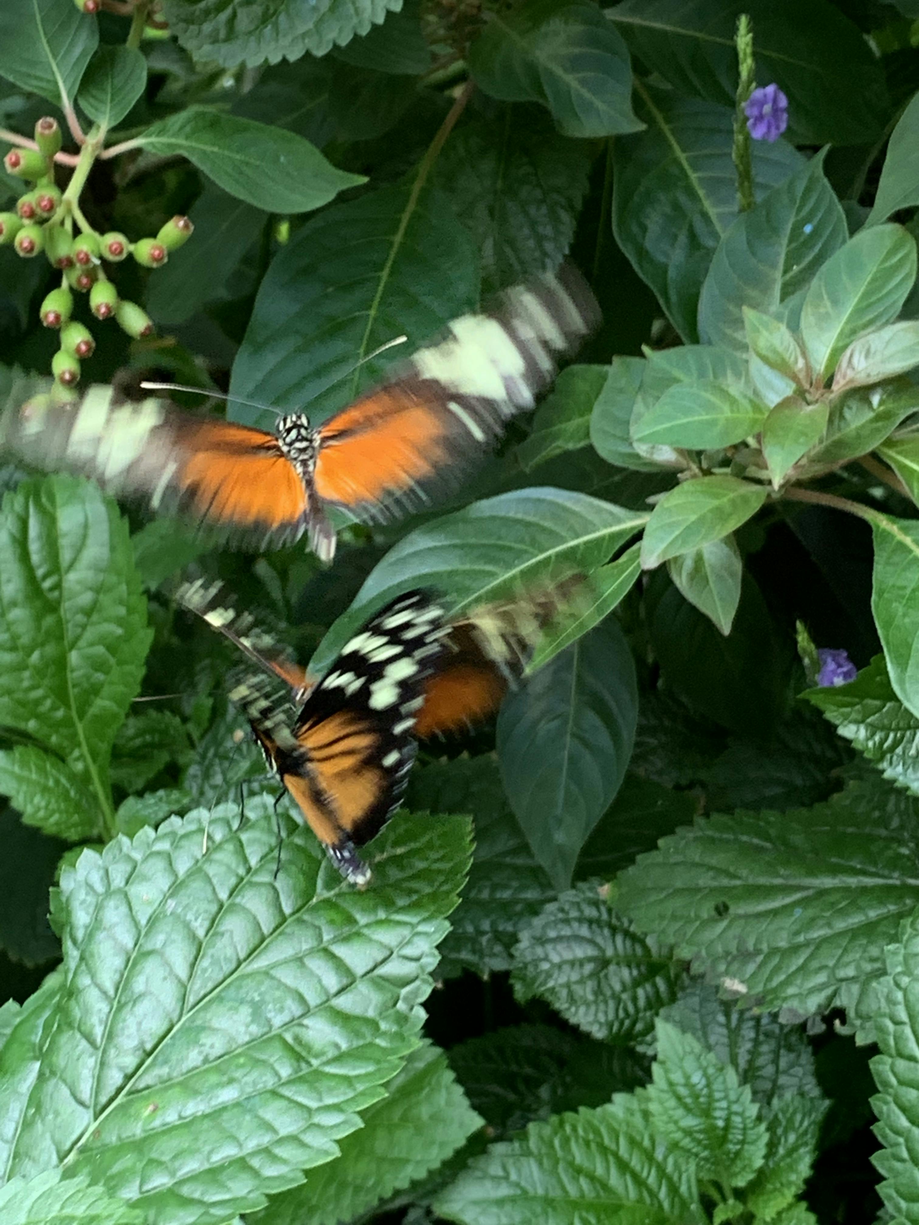 Tickets Niagara Falls Butterfly Conservatory Niagara Falls