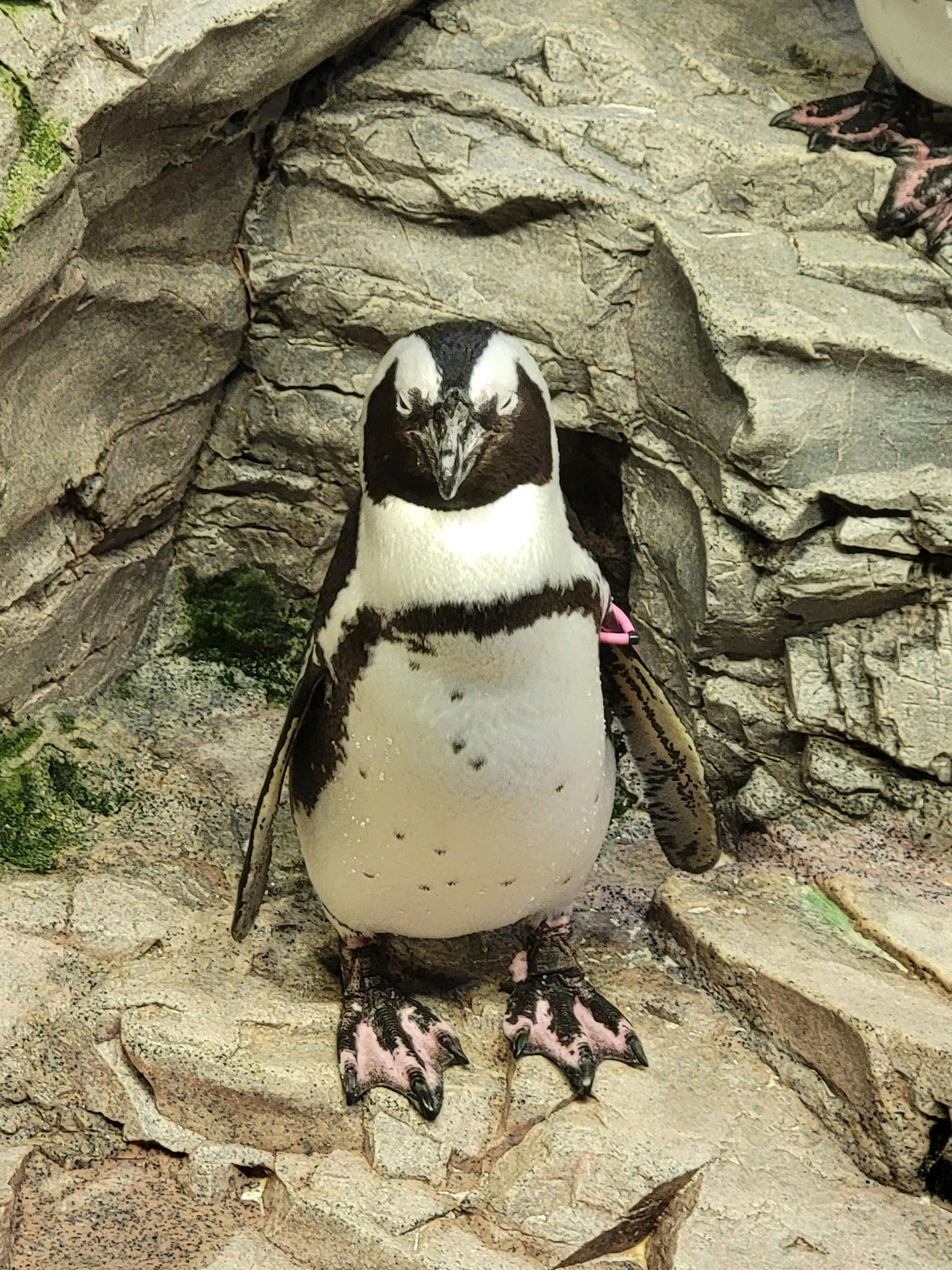 New England Aquarium Tickets Boston