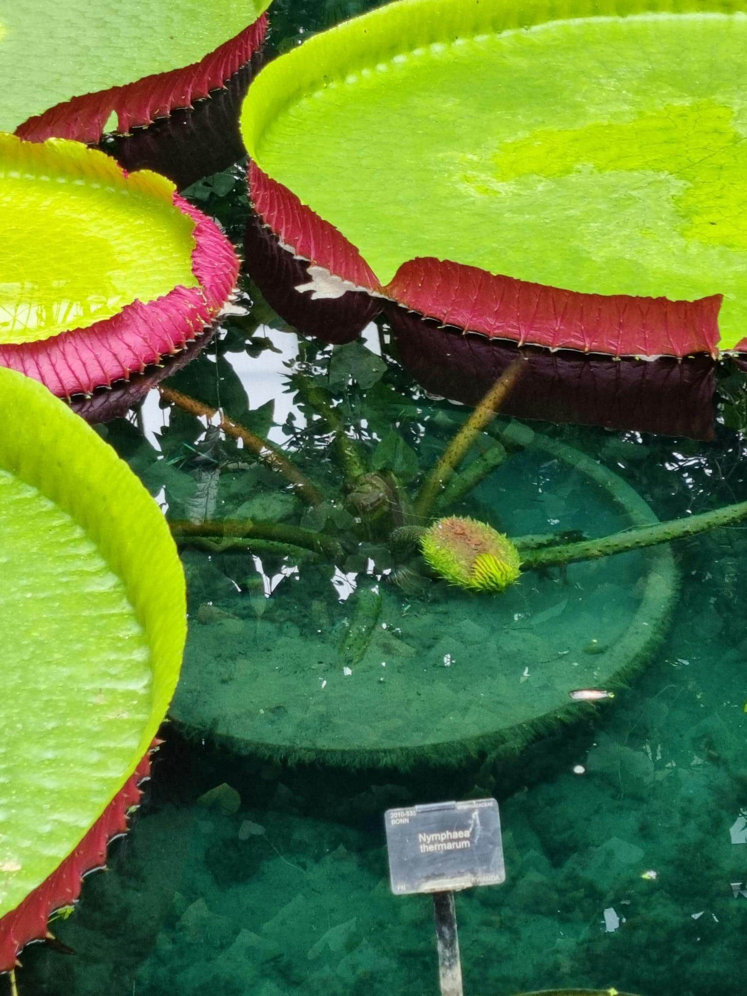 Tickets Kew Gardens London