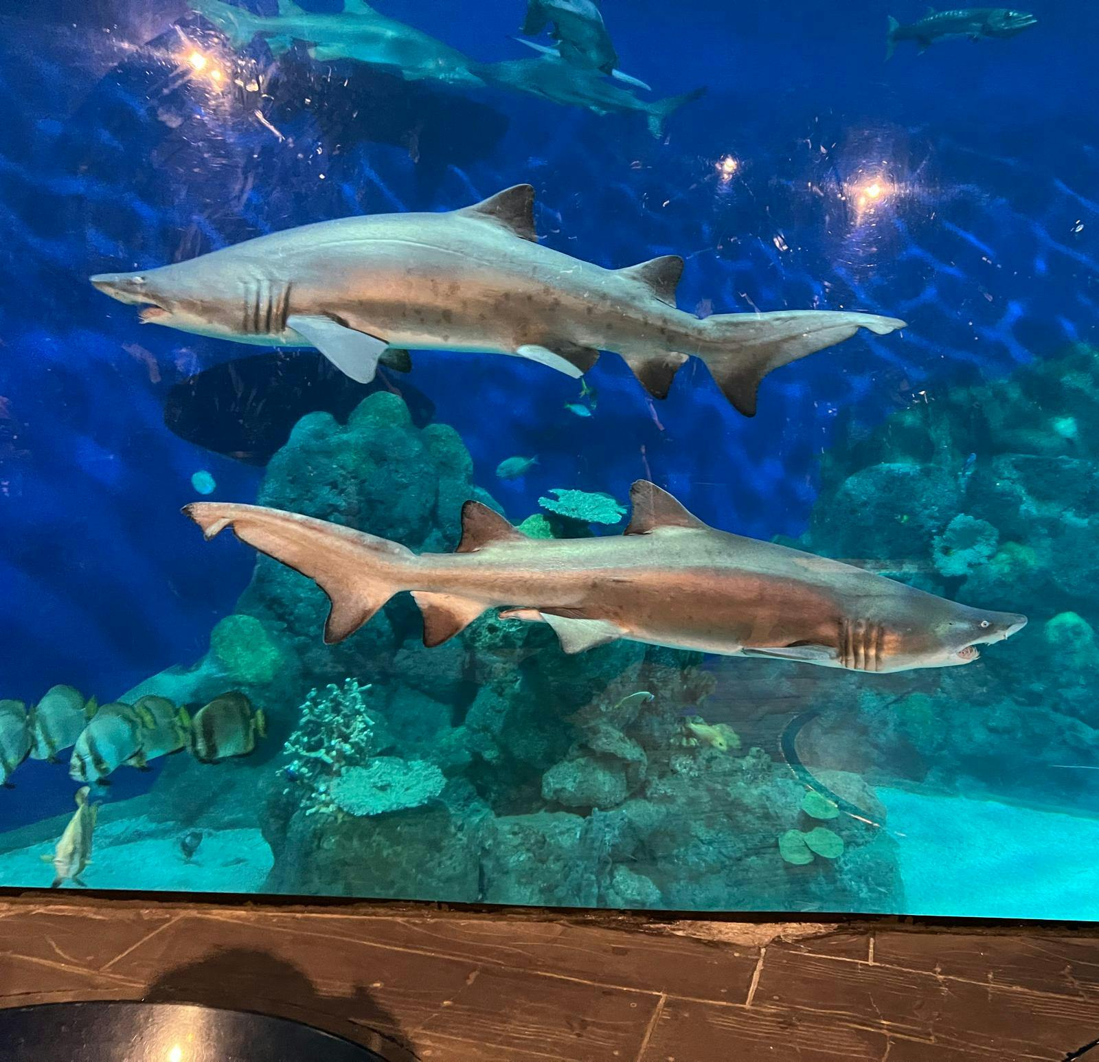 Downtown Aquarium Denver tickets Denver