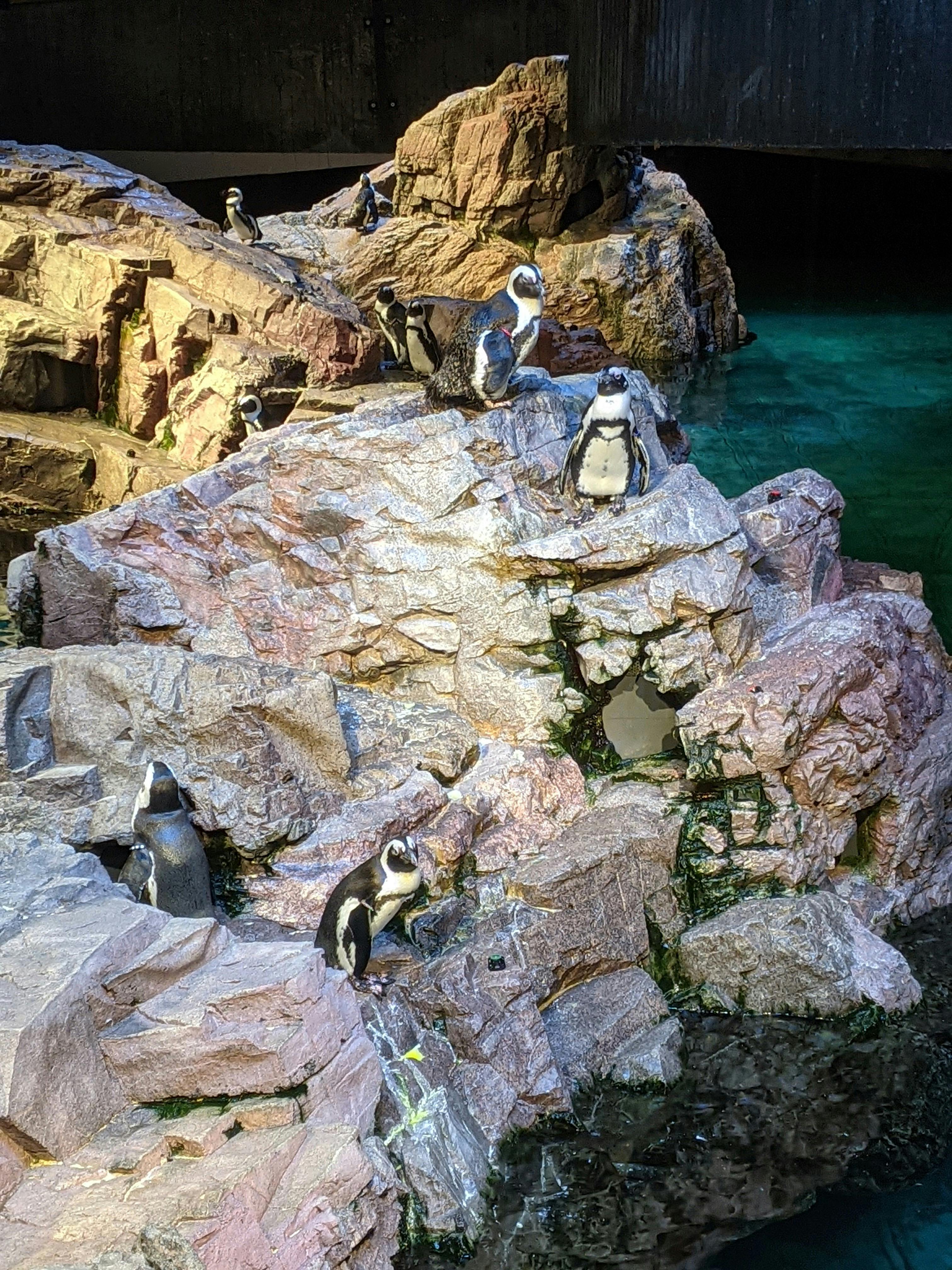 New England Aquarium Tickets Tiqets