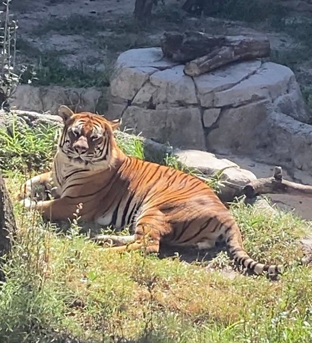 Tickets ZooTampa at Lowry Park Tampa