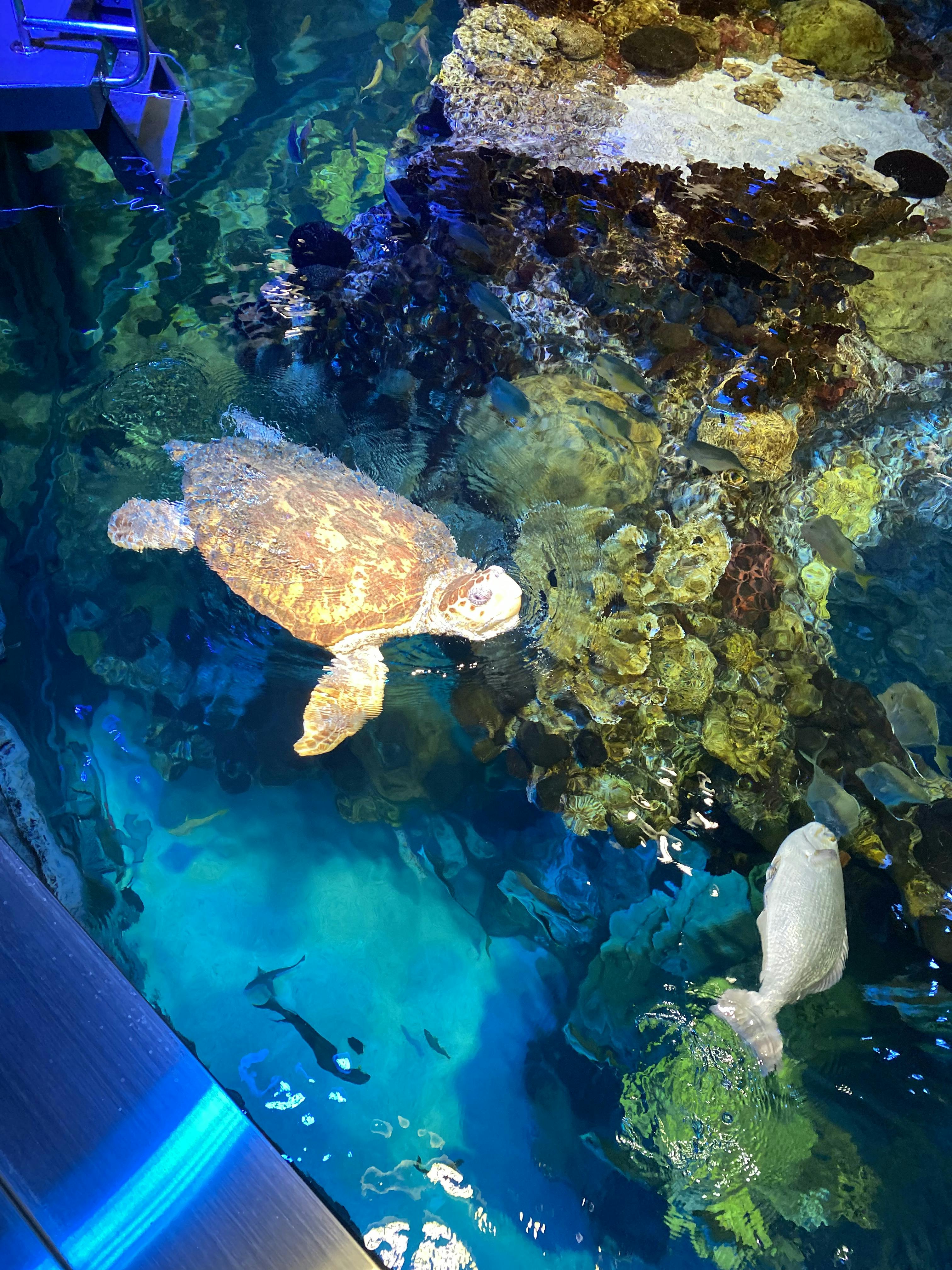 New England Aquarium Tickets Boston