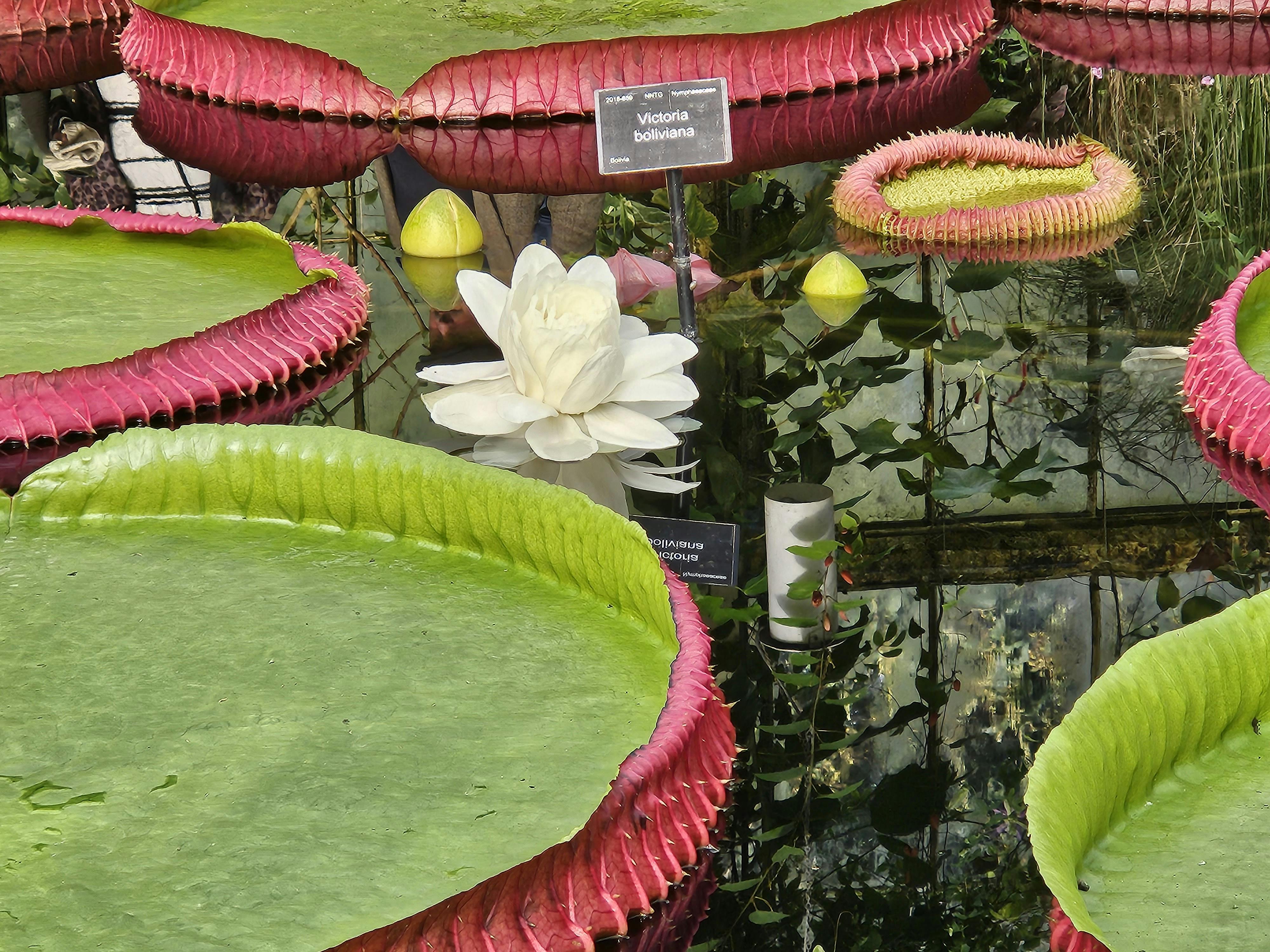 Kew Gardens tickets London