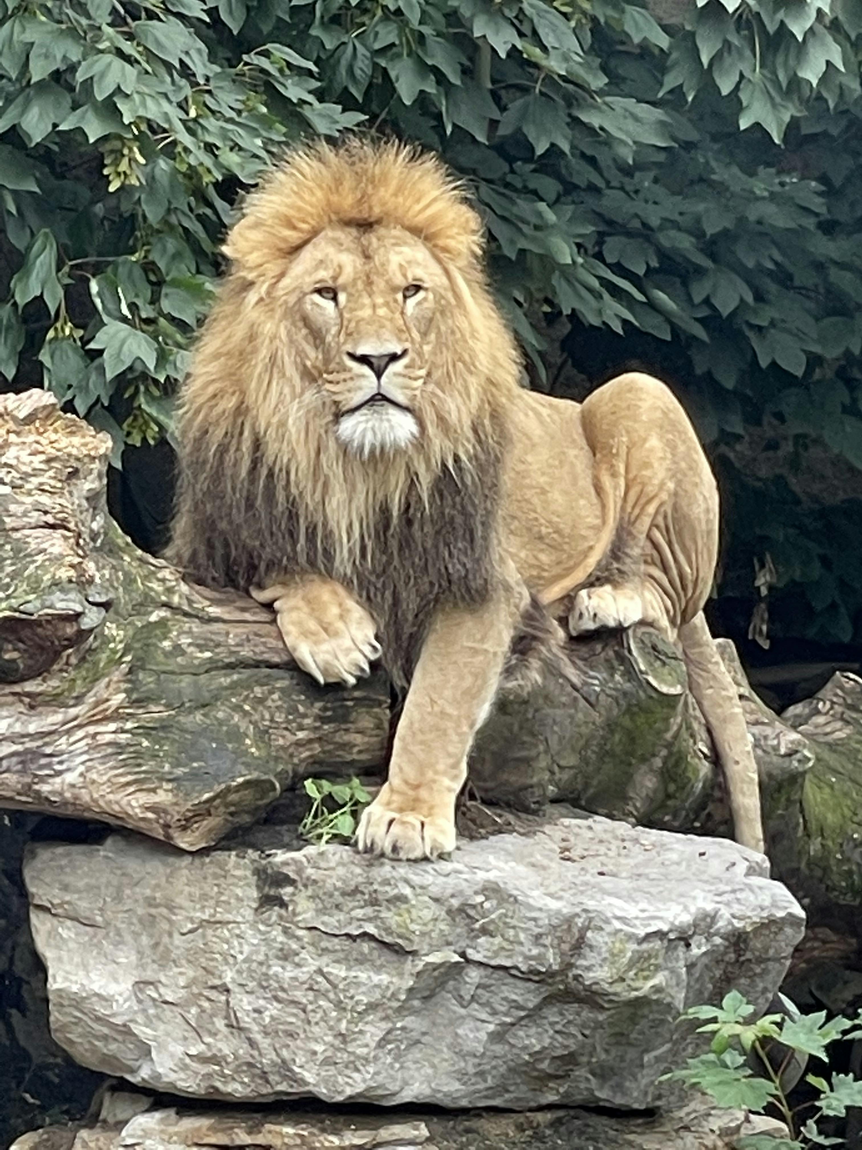 Tickets ARTIS Amsterdam Royal Zoo Amsterdam