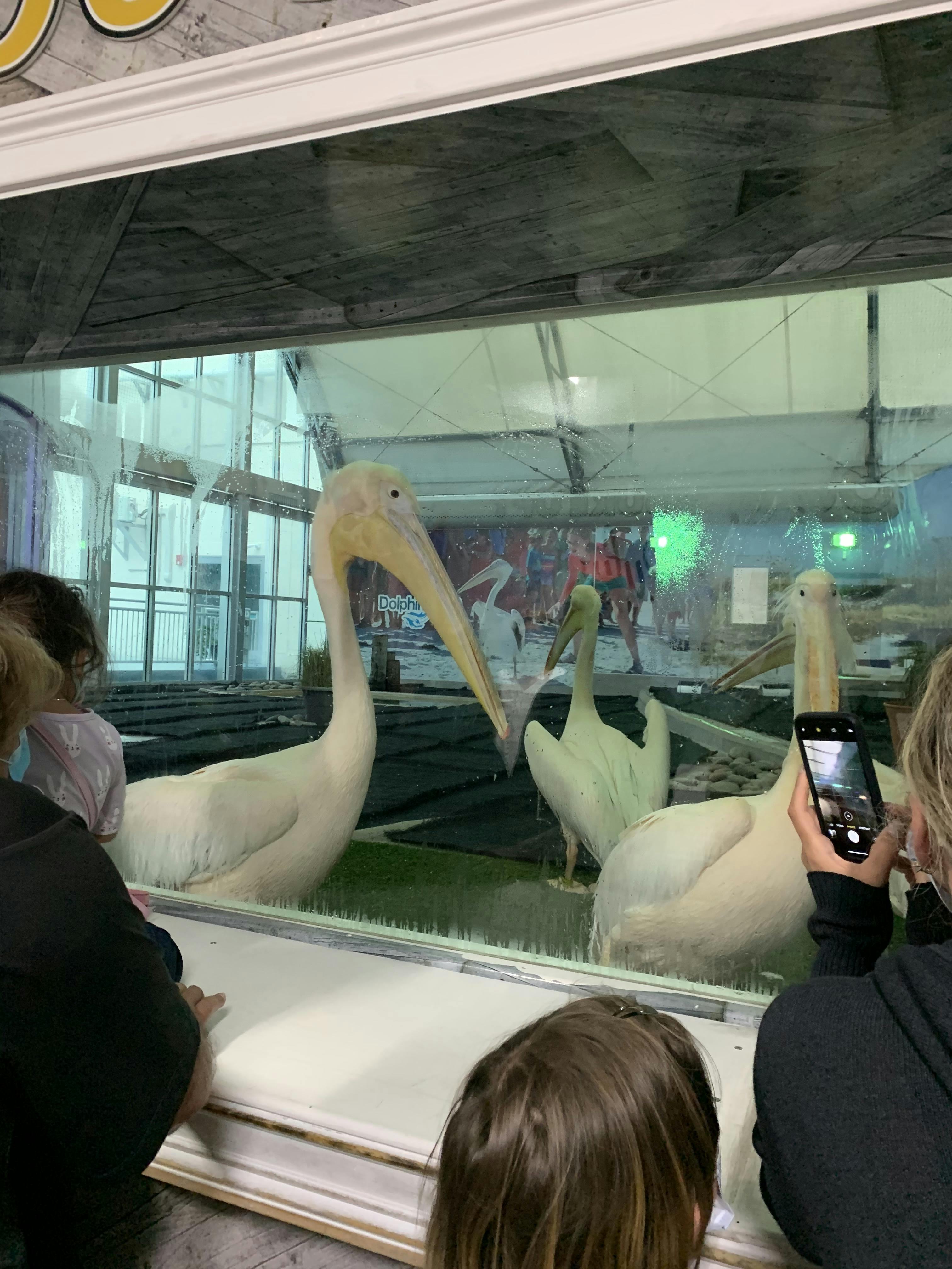 Clearwater Marine Aquarium tickets Clearwater