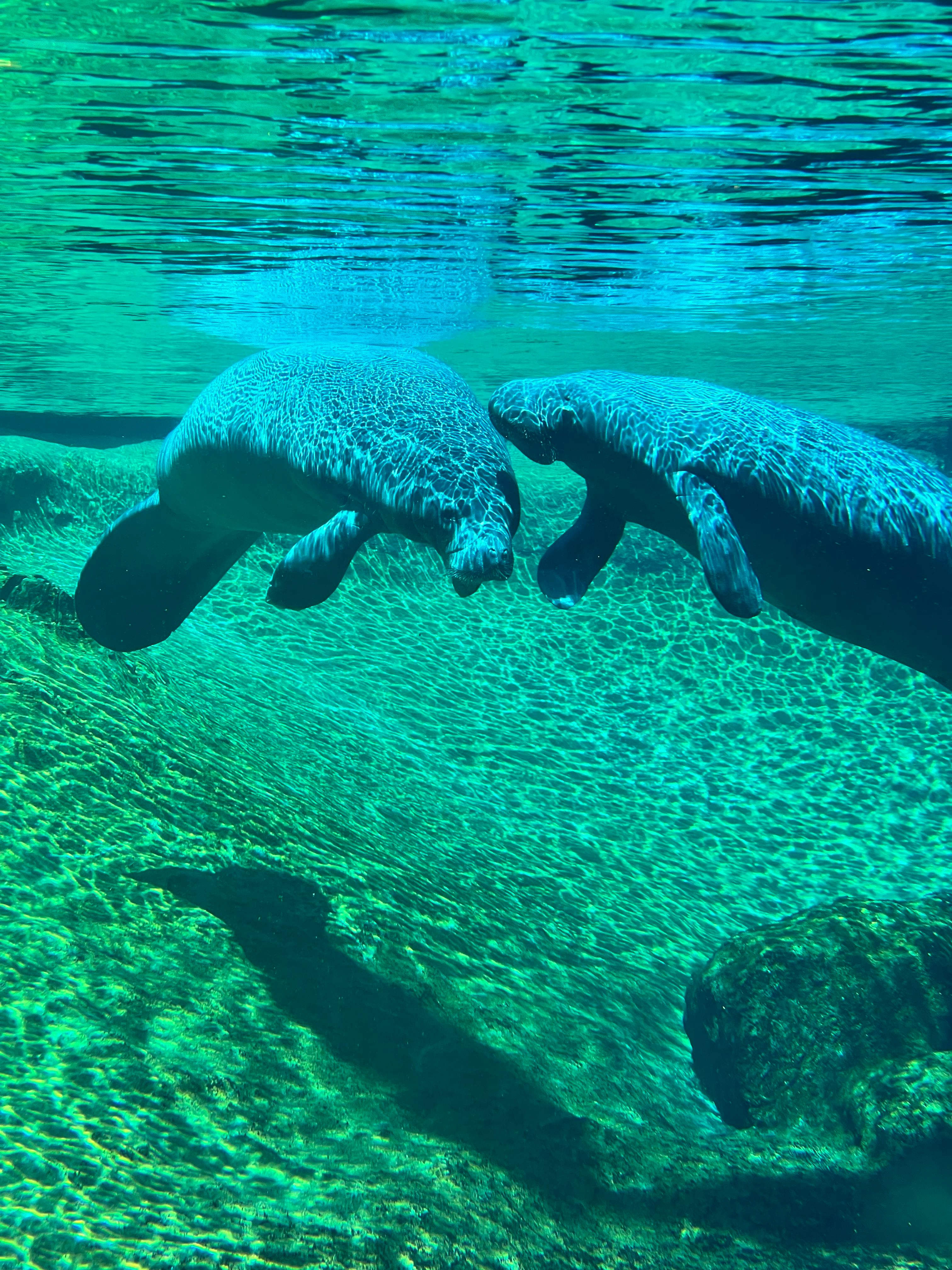 ZooTampa at Lowry Park Tickets Tampa