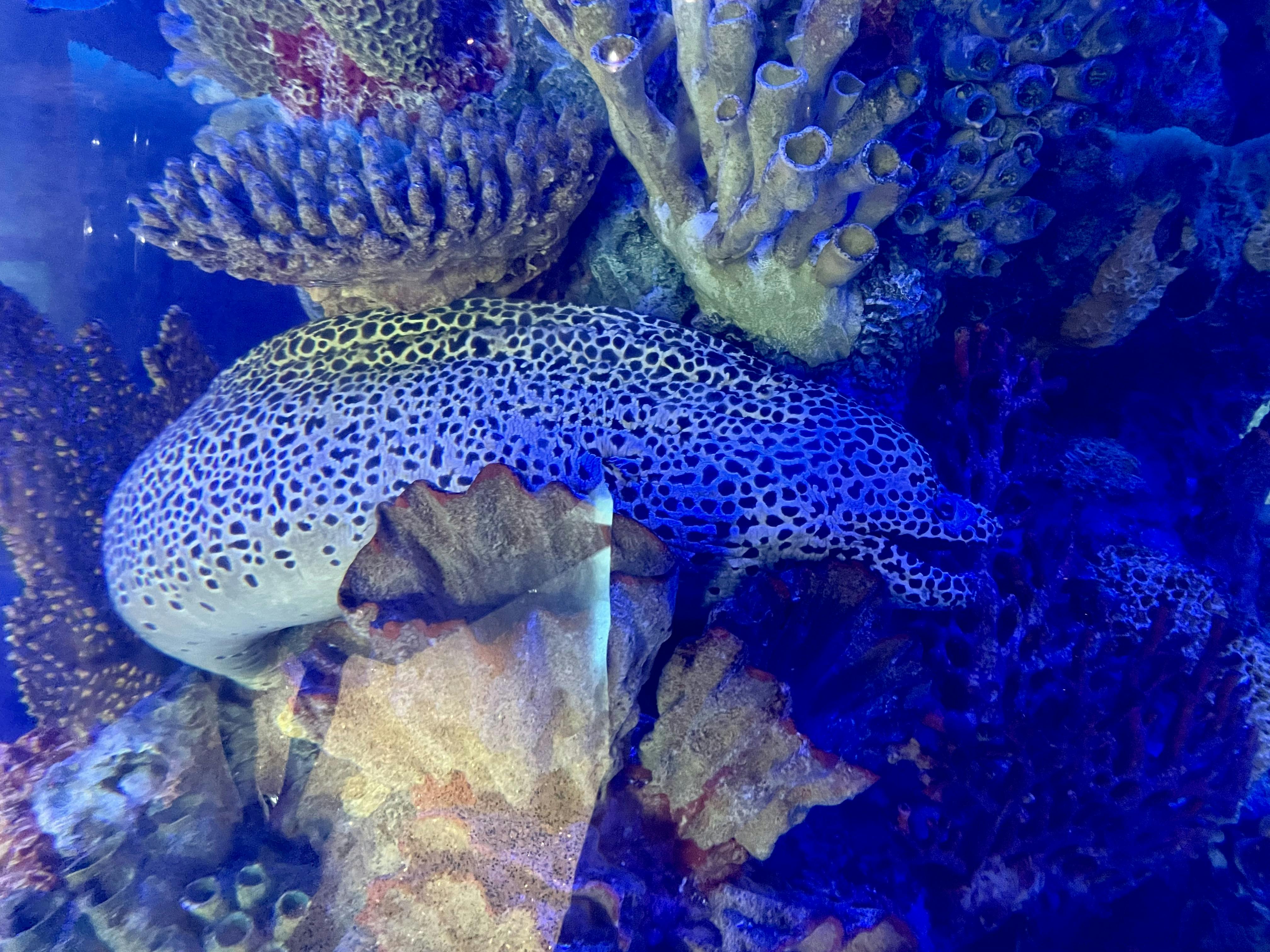 Downtown Aquarium Houston Tickets Houston