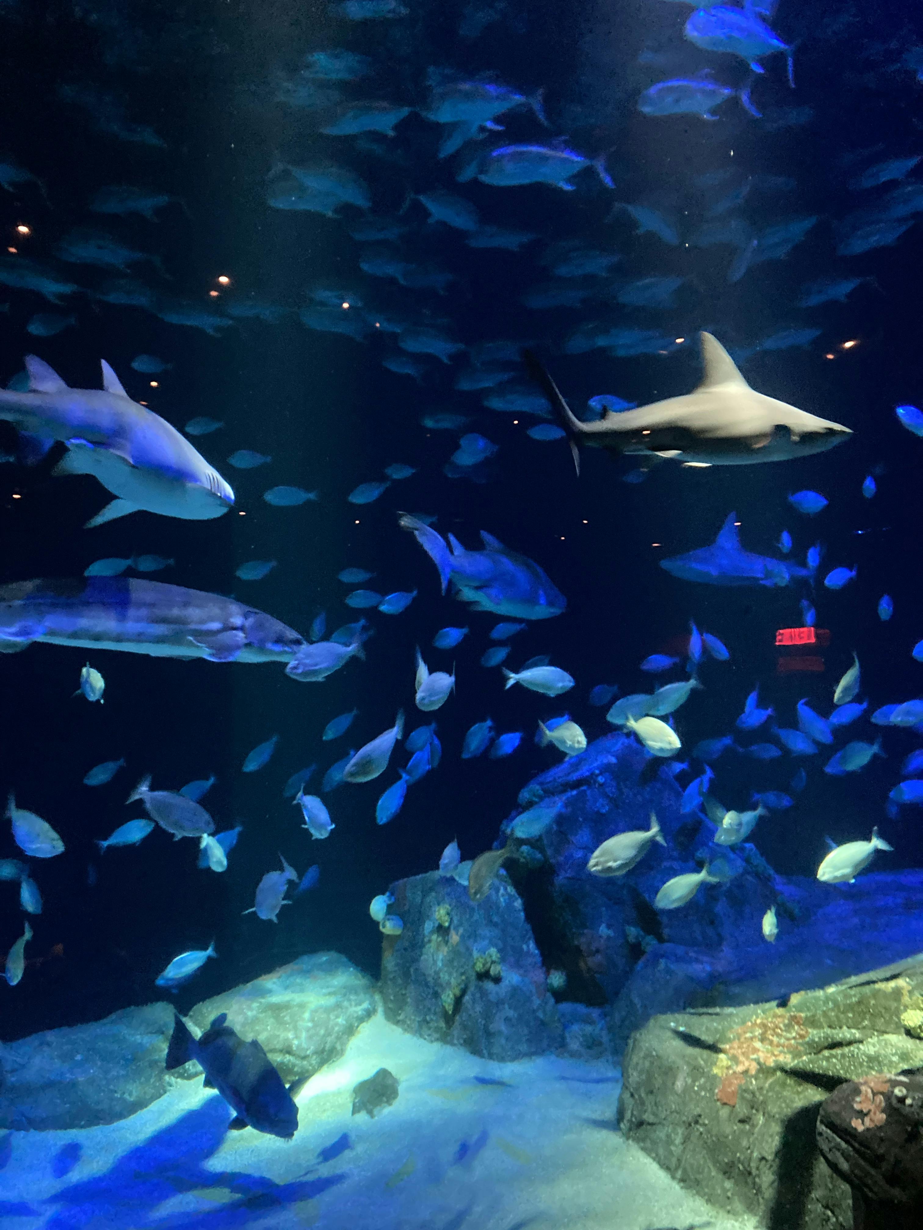 New York Aquarium Tickets New York