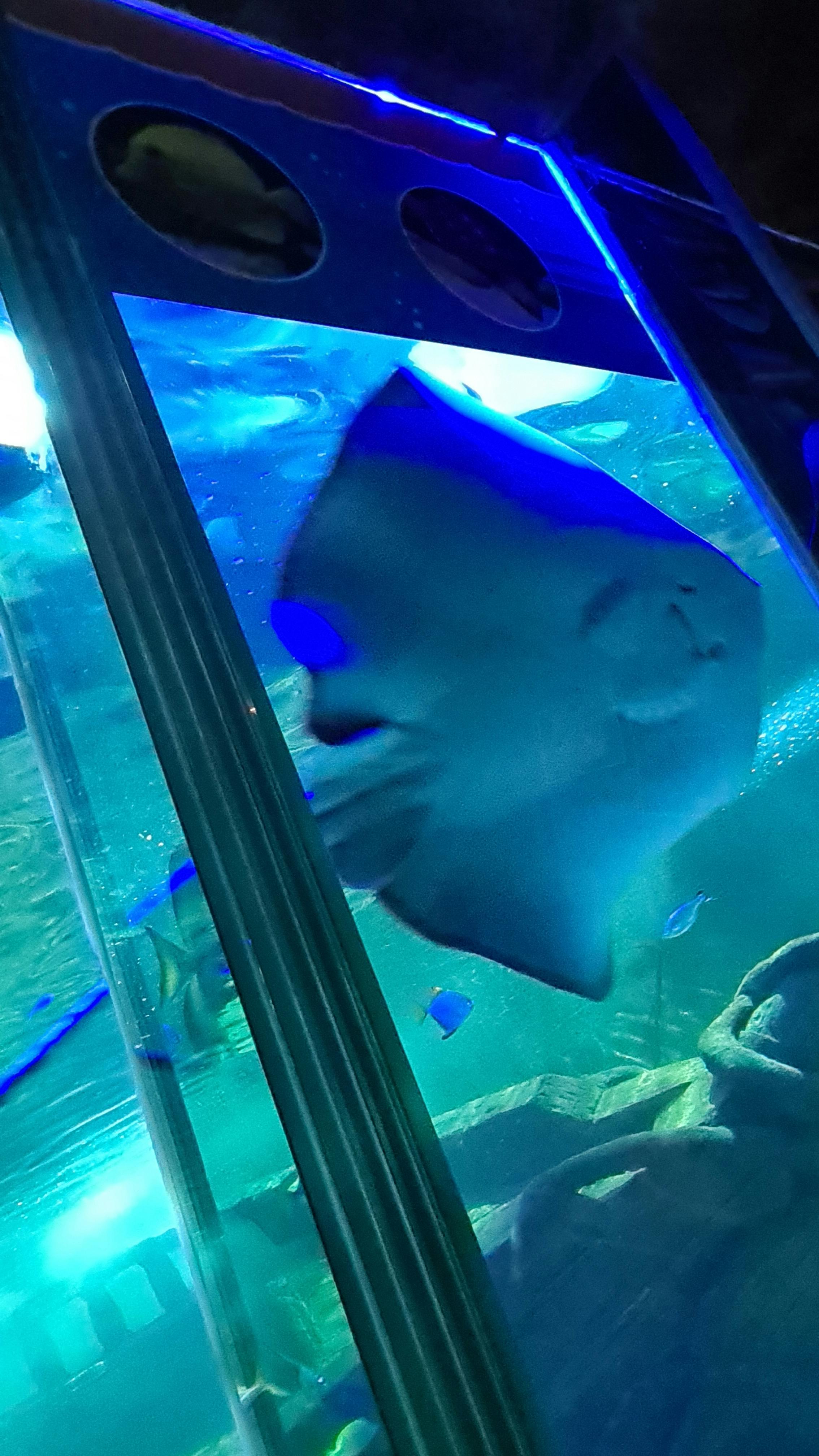 Exploris Aquarium Tickets Portaferry