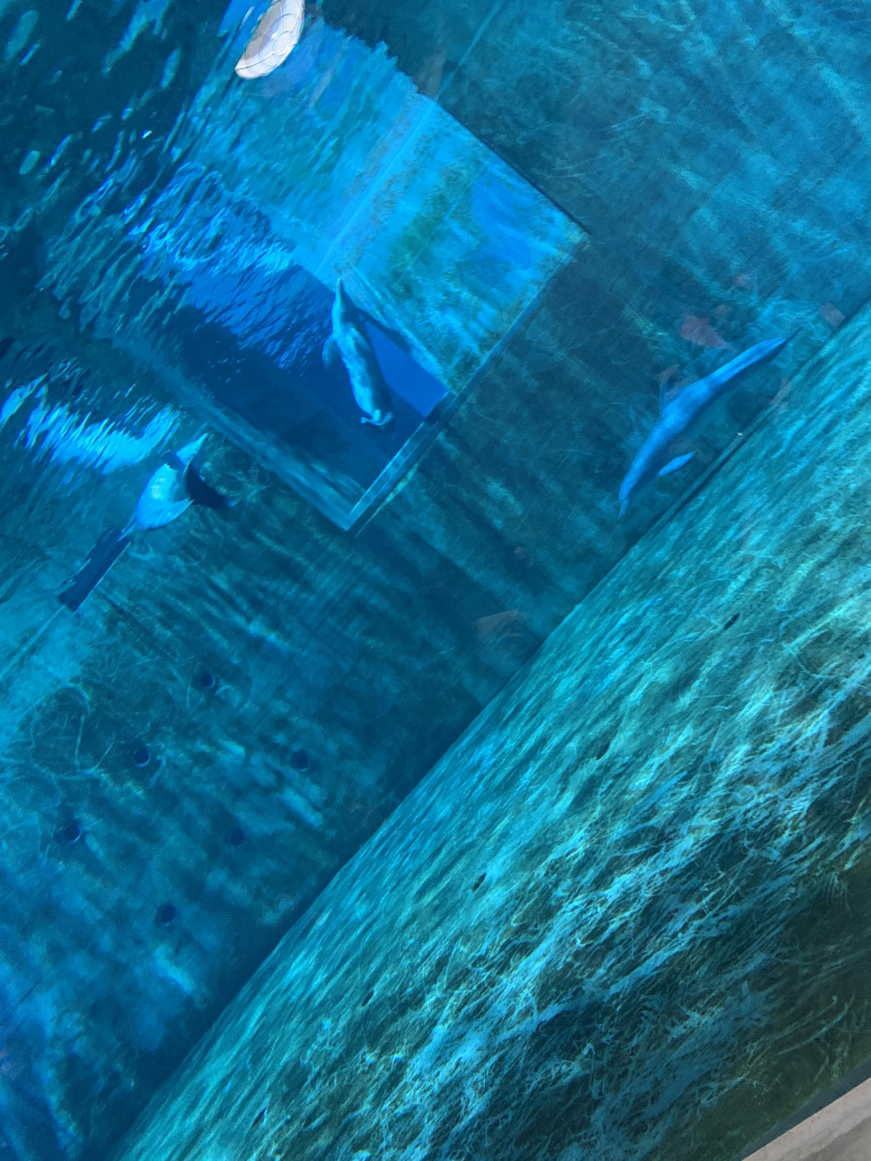 Clearwater Marine Aquarium tickets Clearwater