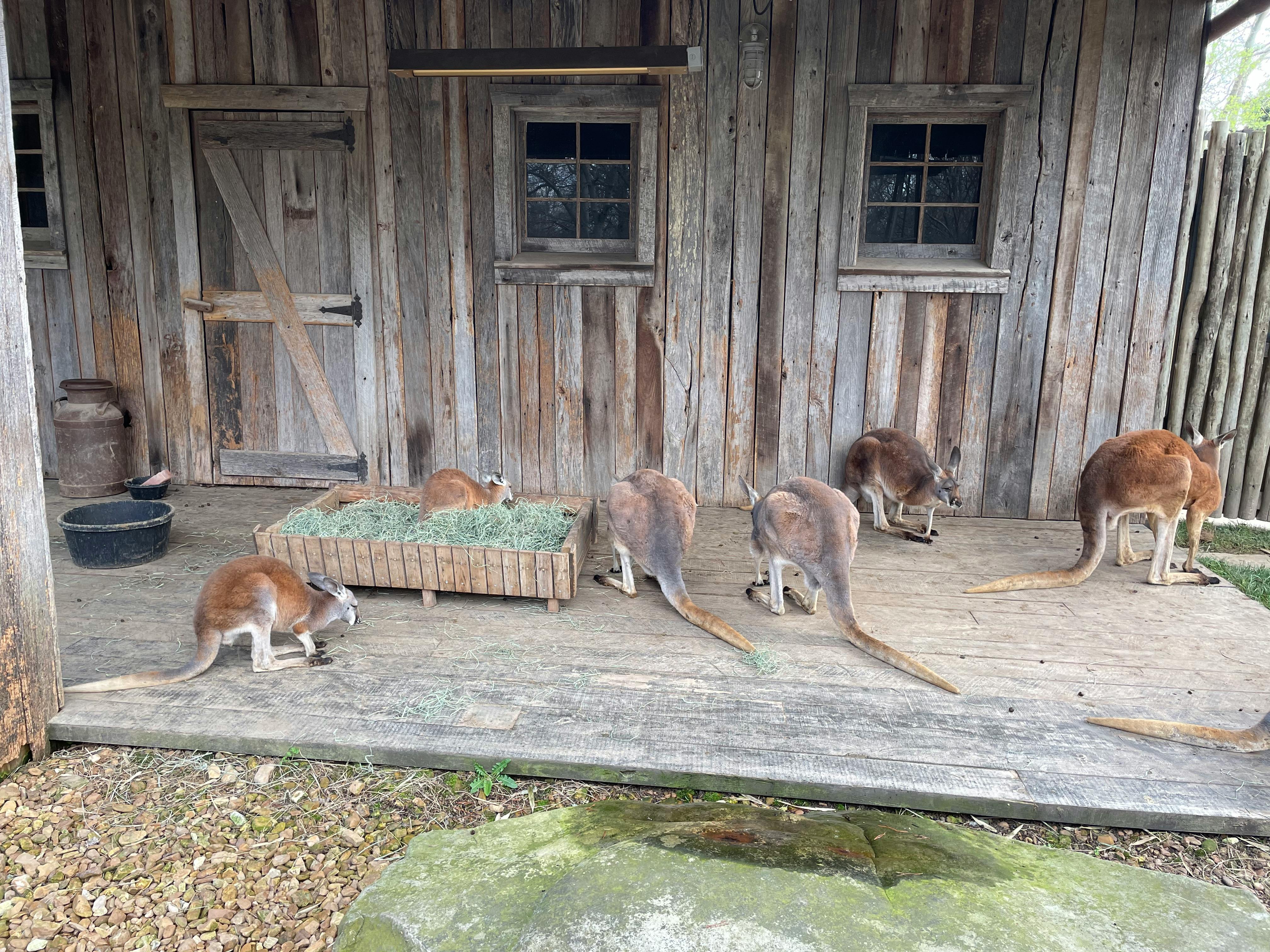 Nashville Zoo at Grassmere tickets Nashville