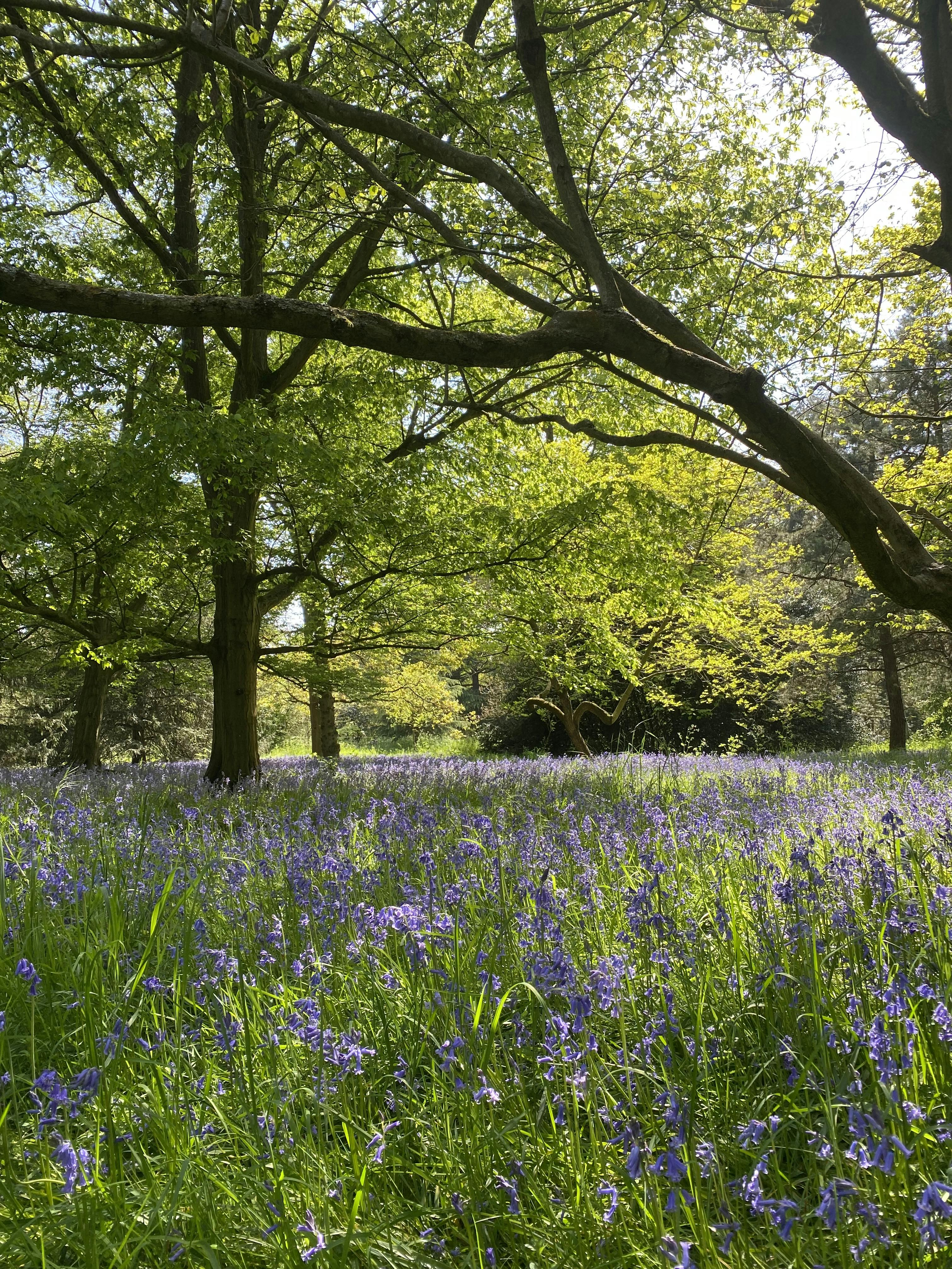 Kew Gardens Tickets London