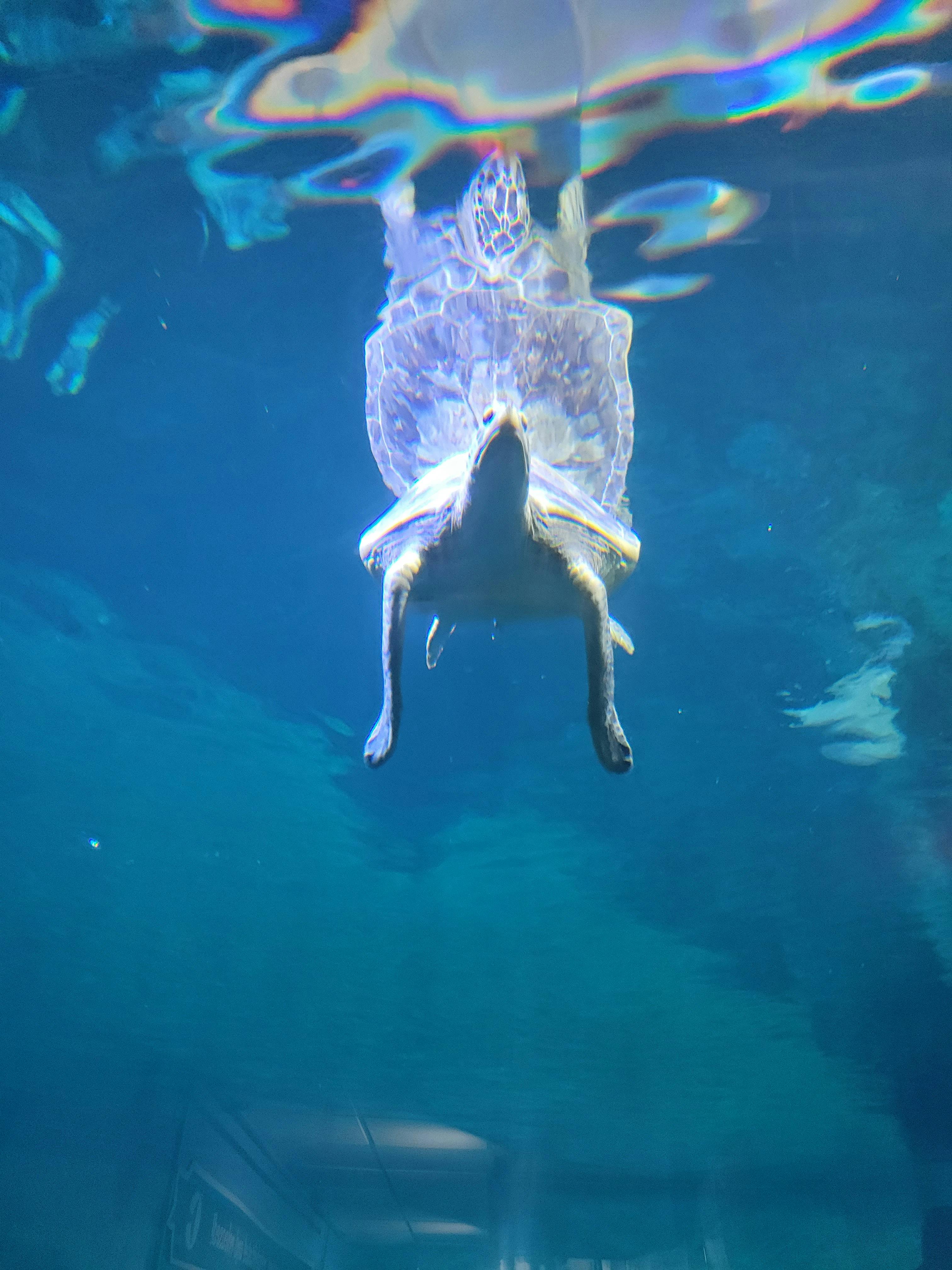 Clearwater Marine Aquarium General Admission Tiqets