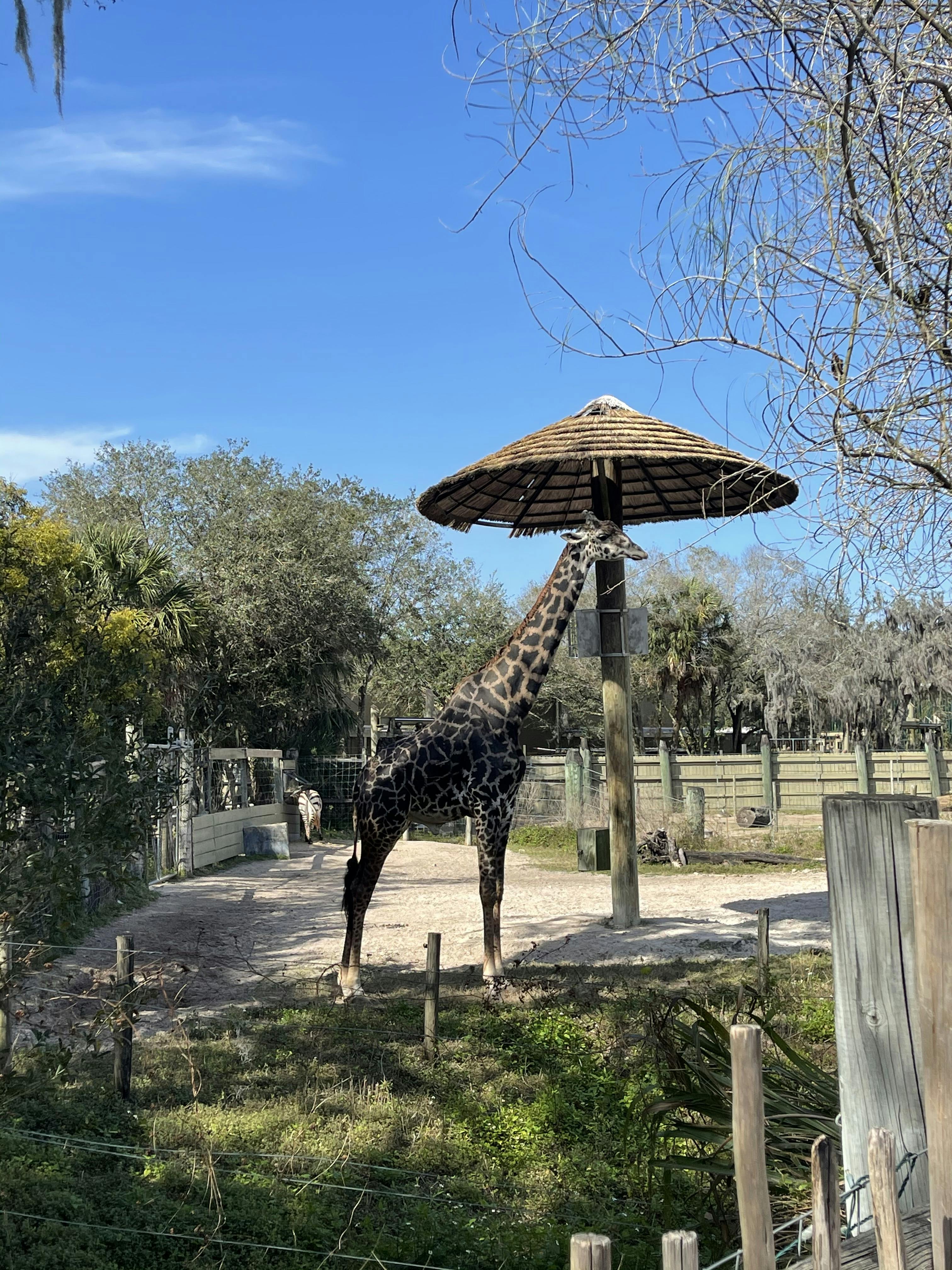 Tickets ZooTampa at Lowry Park Tampa