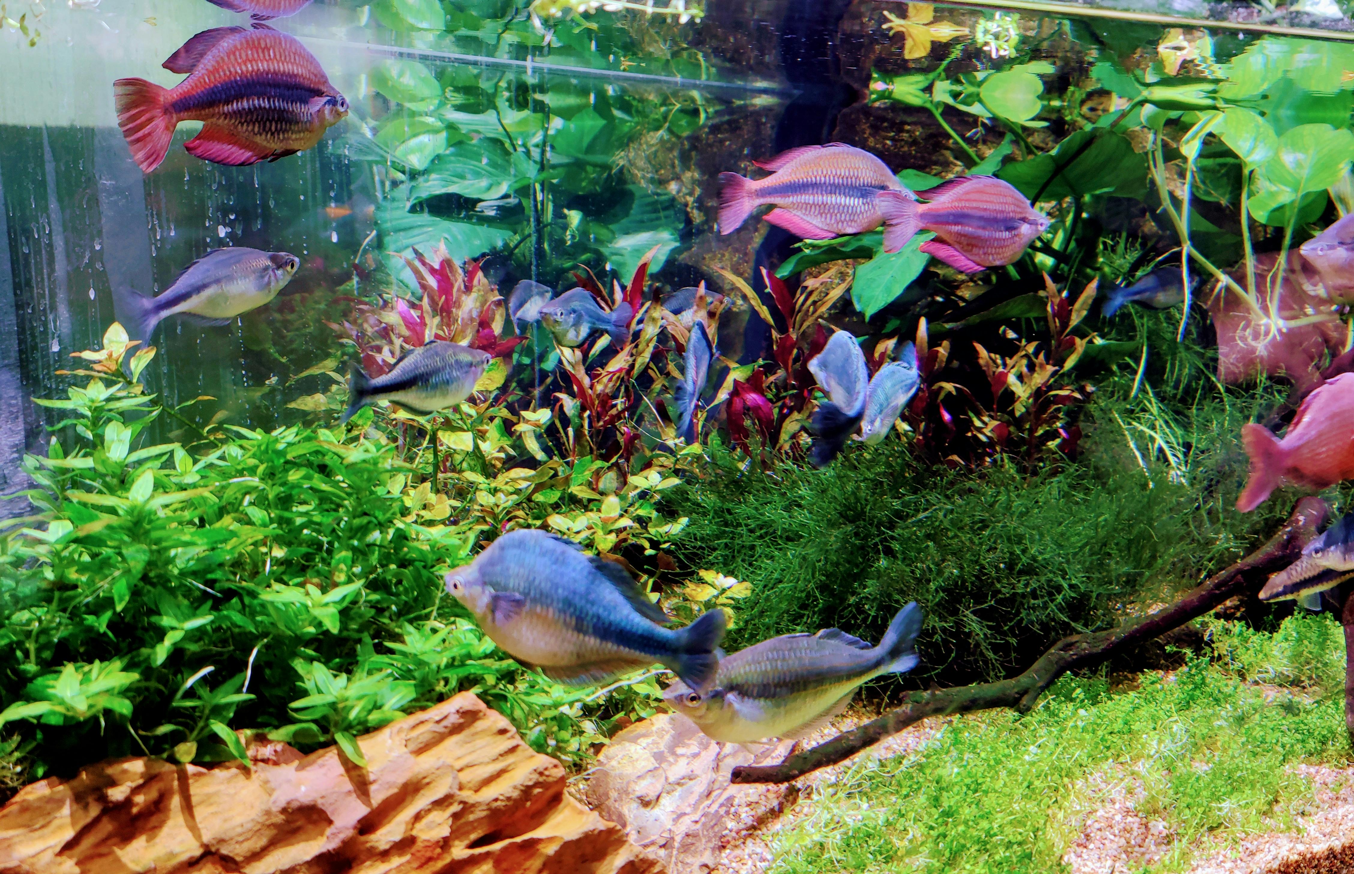 Aquarium tickets Atlanta