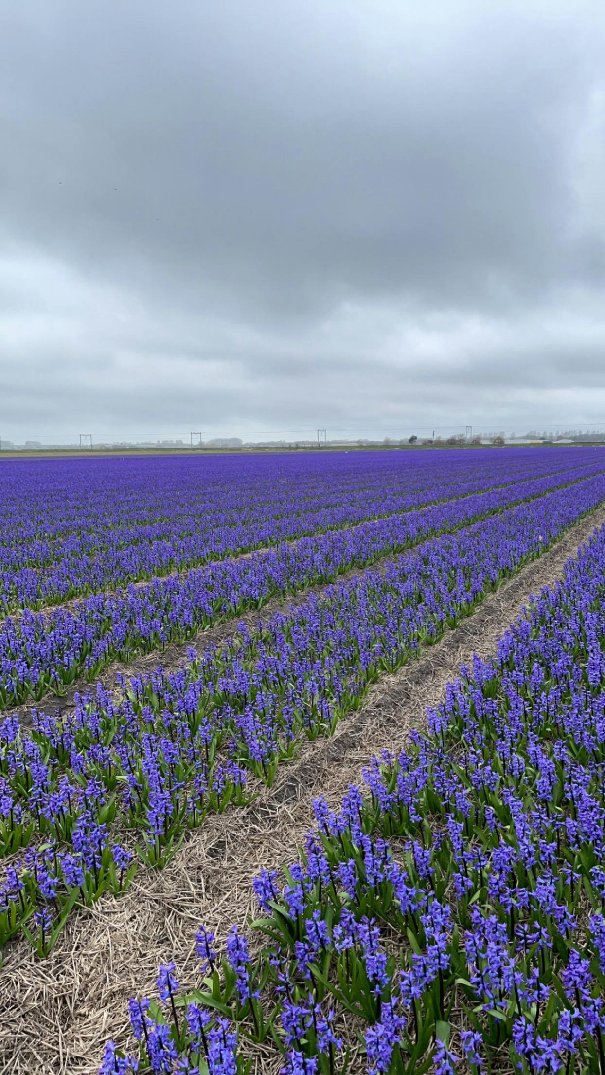 The Tulip Barn Tickets Hillegom
