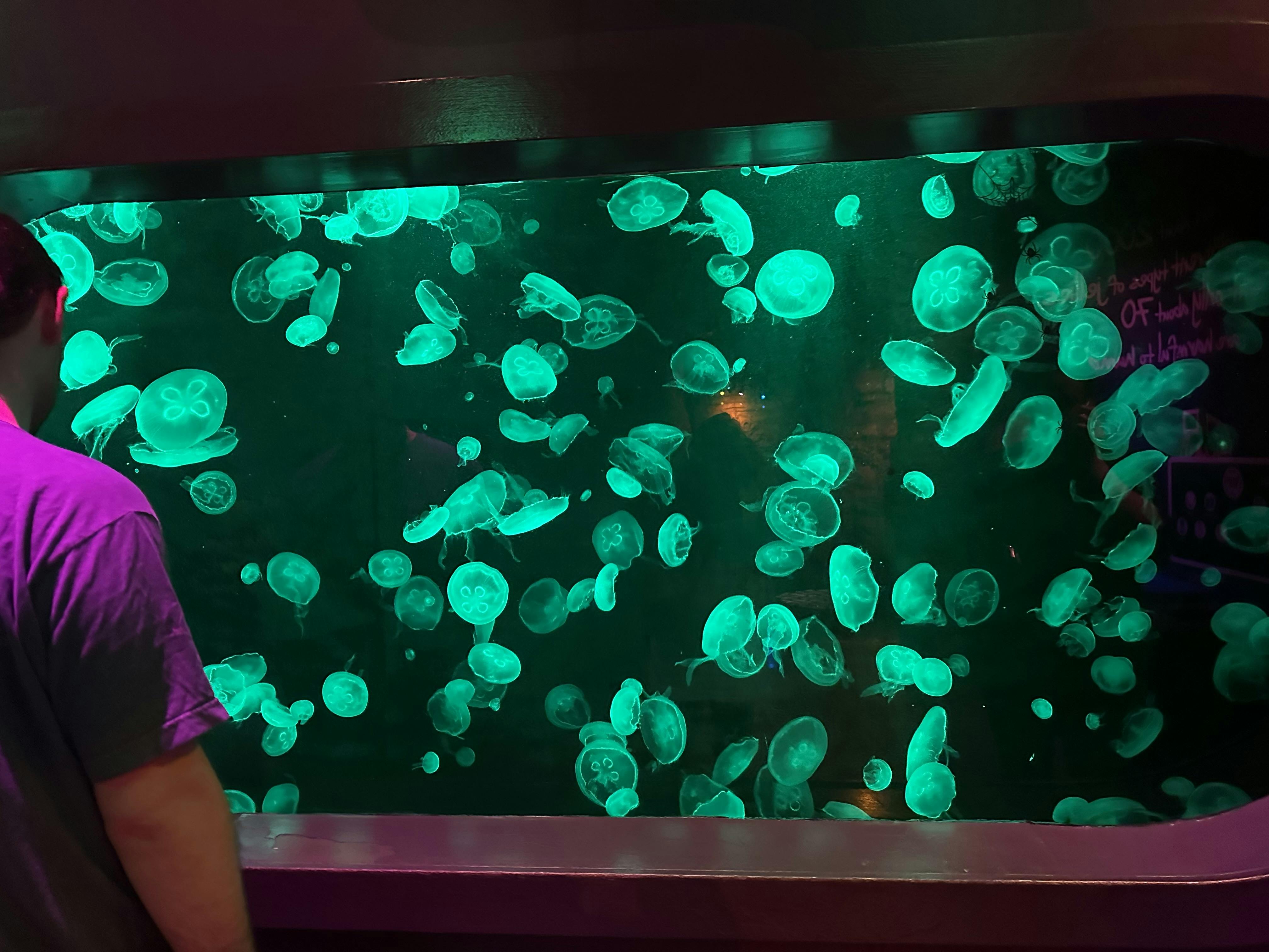 SEA LIFE Grapevine Aquarium Dallas tickets Dallas