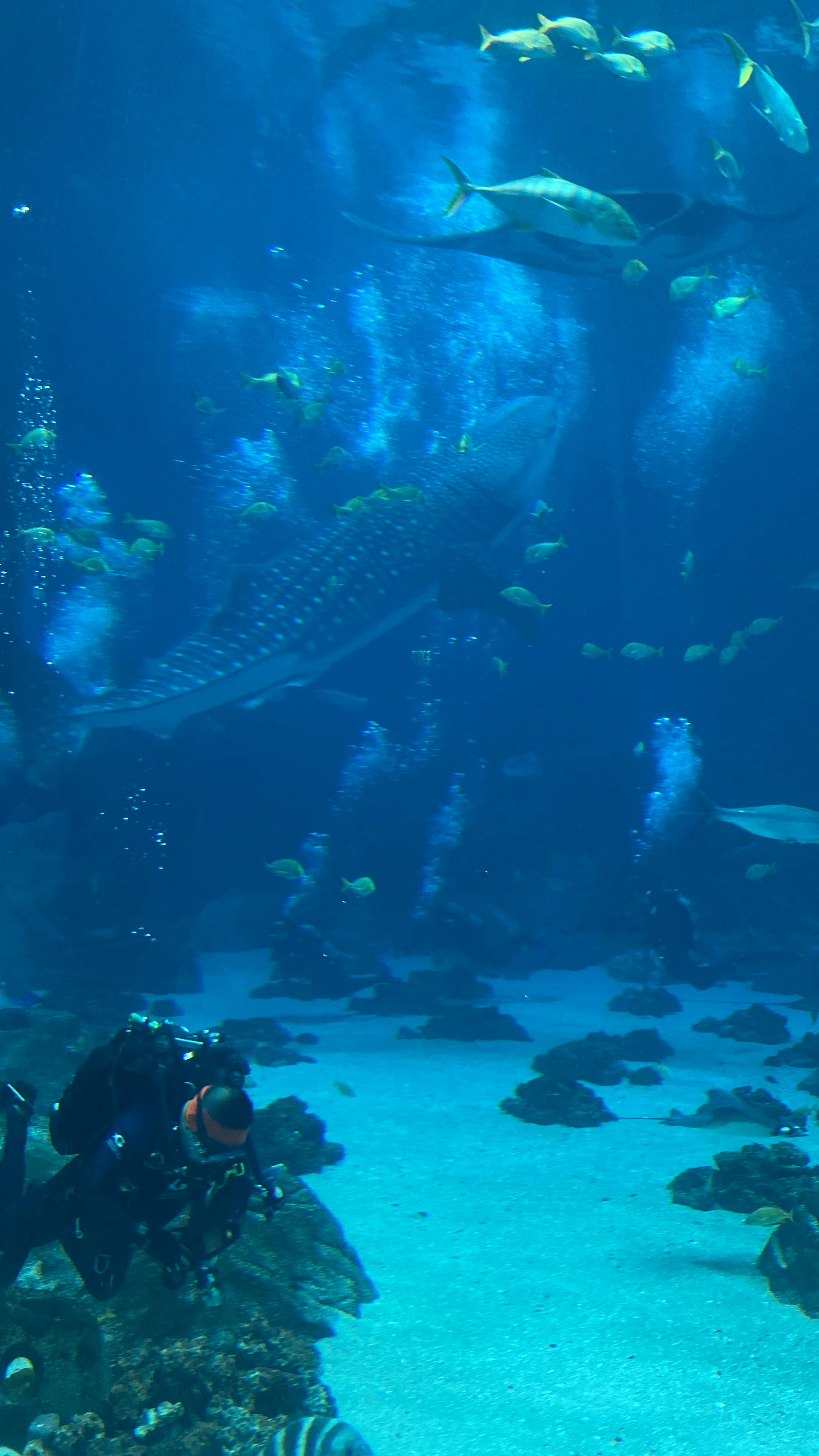 Aquarium Tickets Atlanta