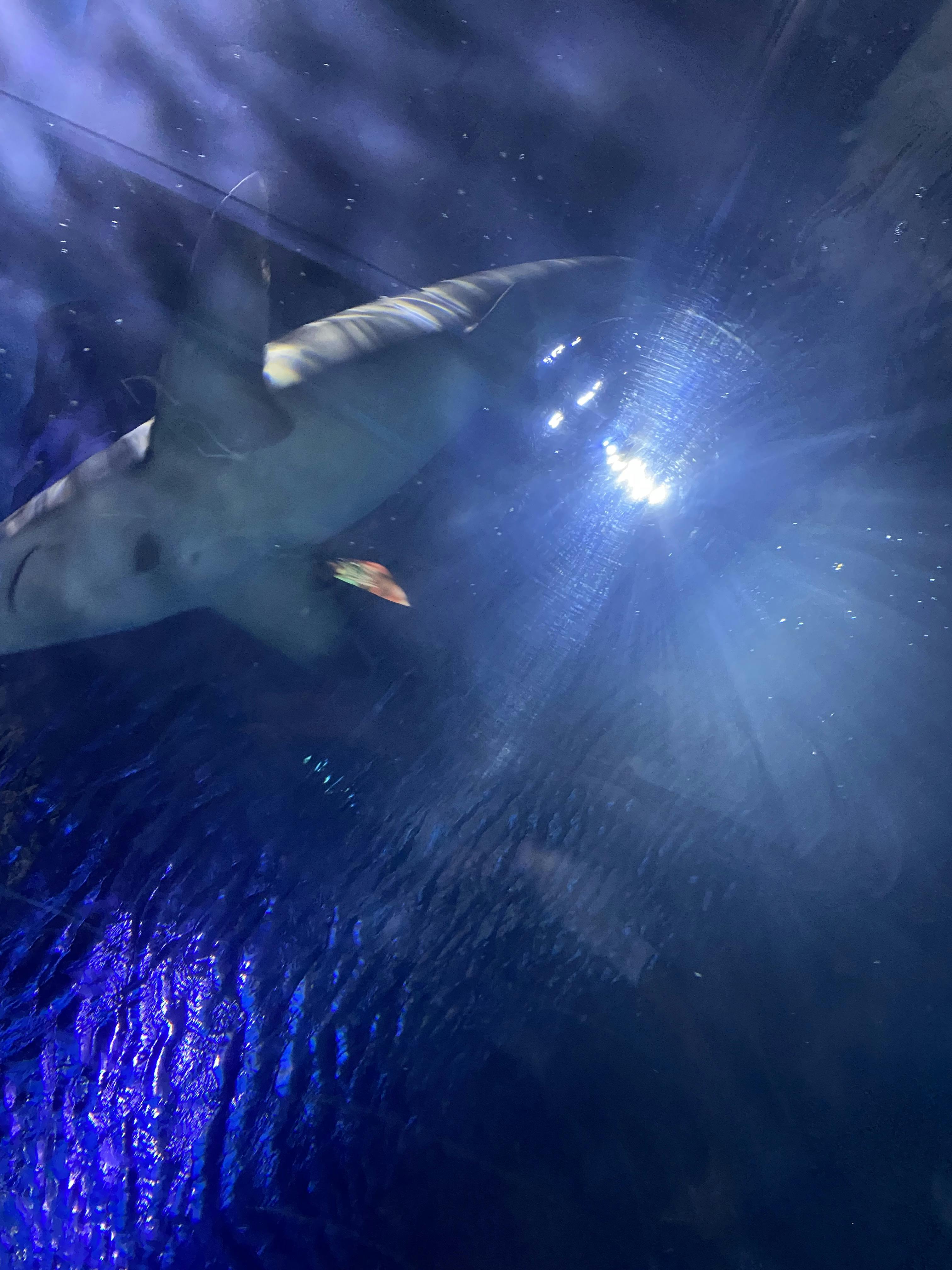 Downtown Aquarium Houston Tickets Tiqets