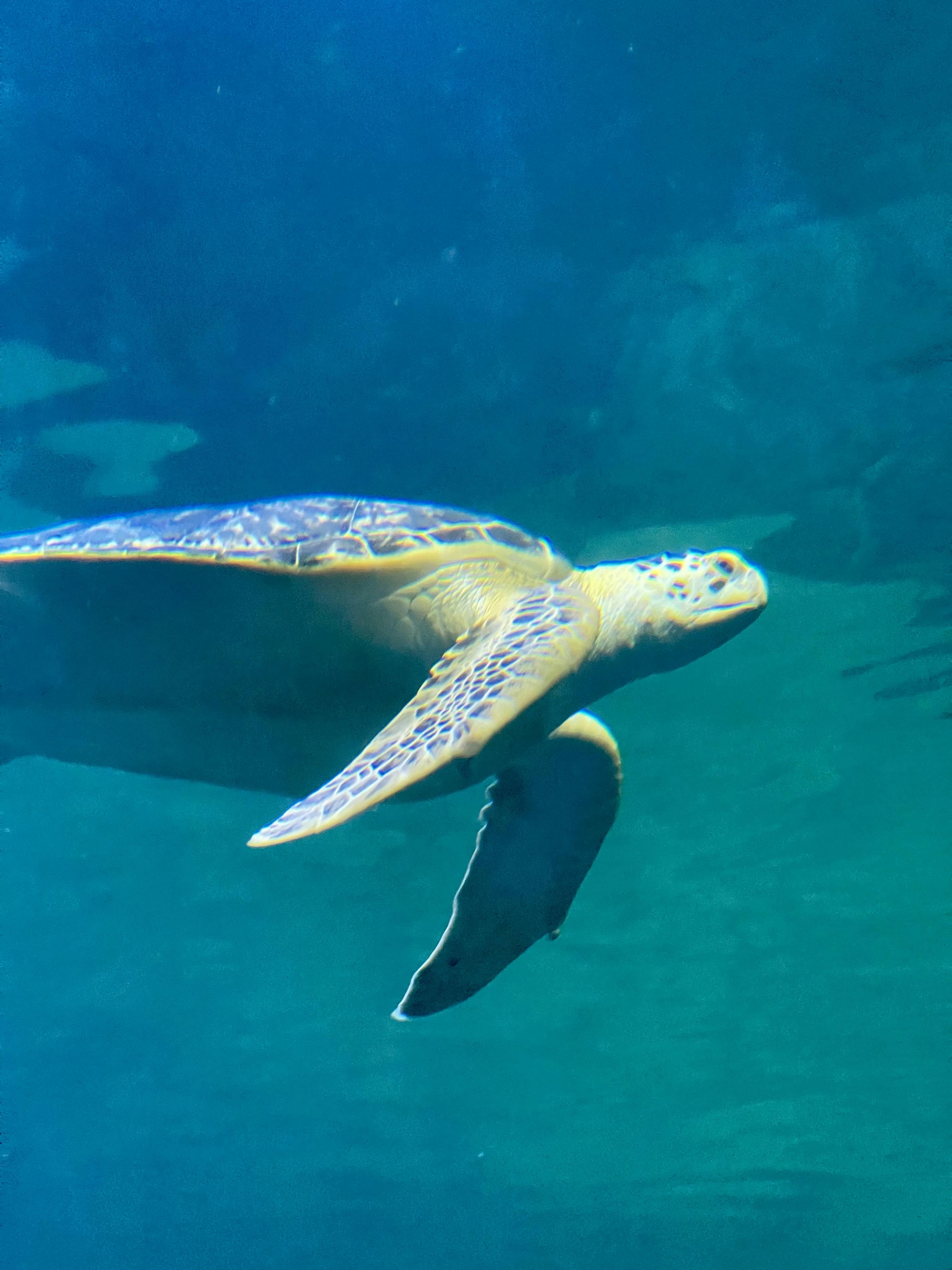 Clearwater Marine Aquarium tickets Clearwater