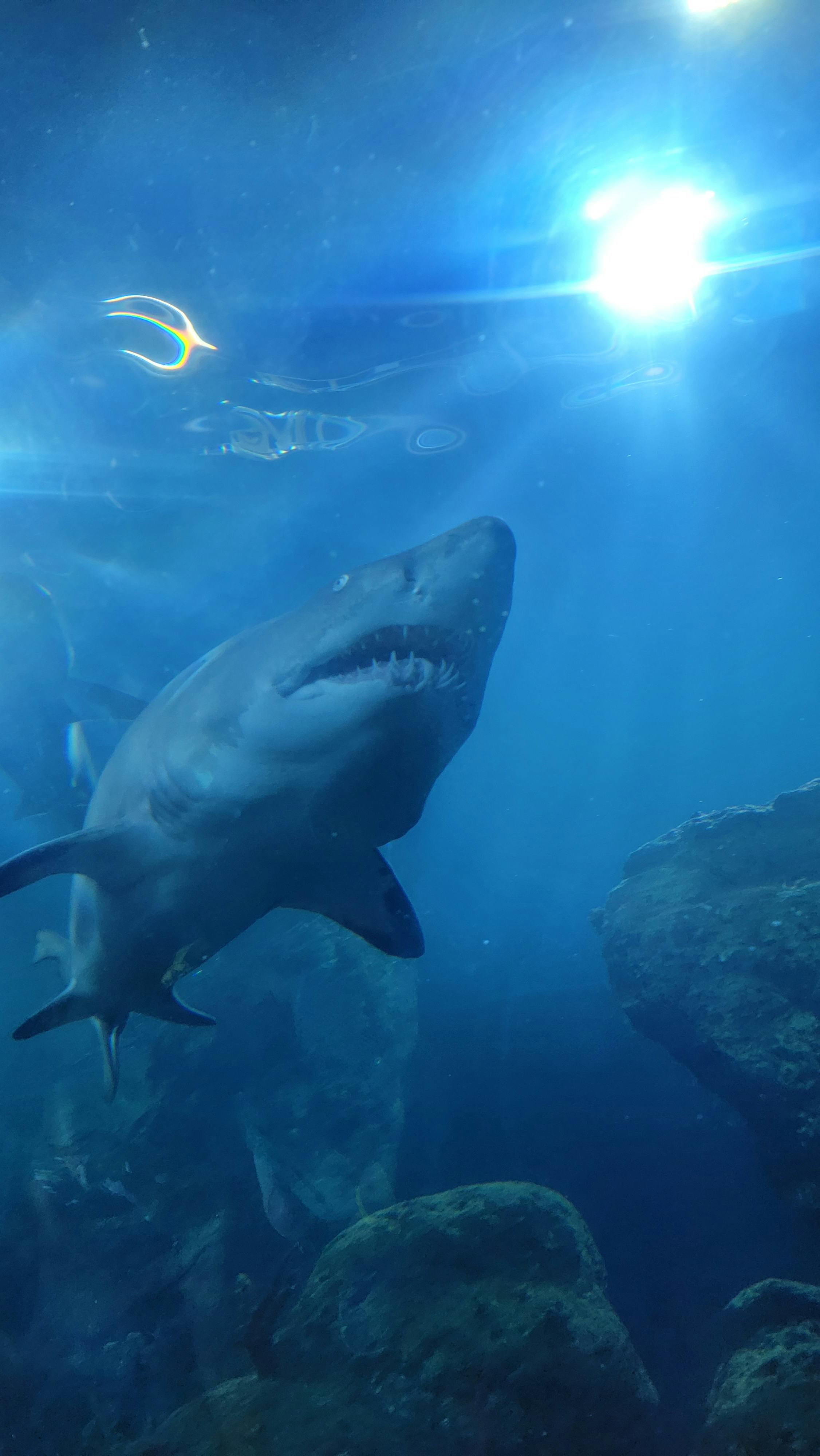 Downtown Aquarium Denver Tickets Tiqets