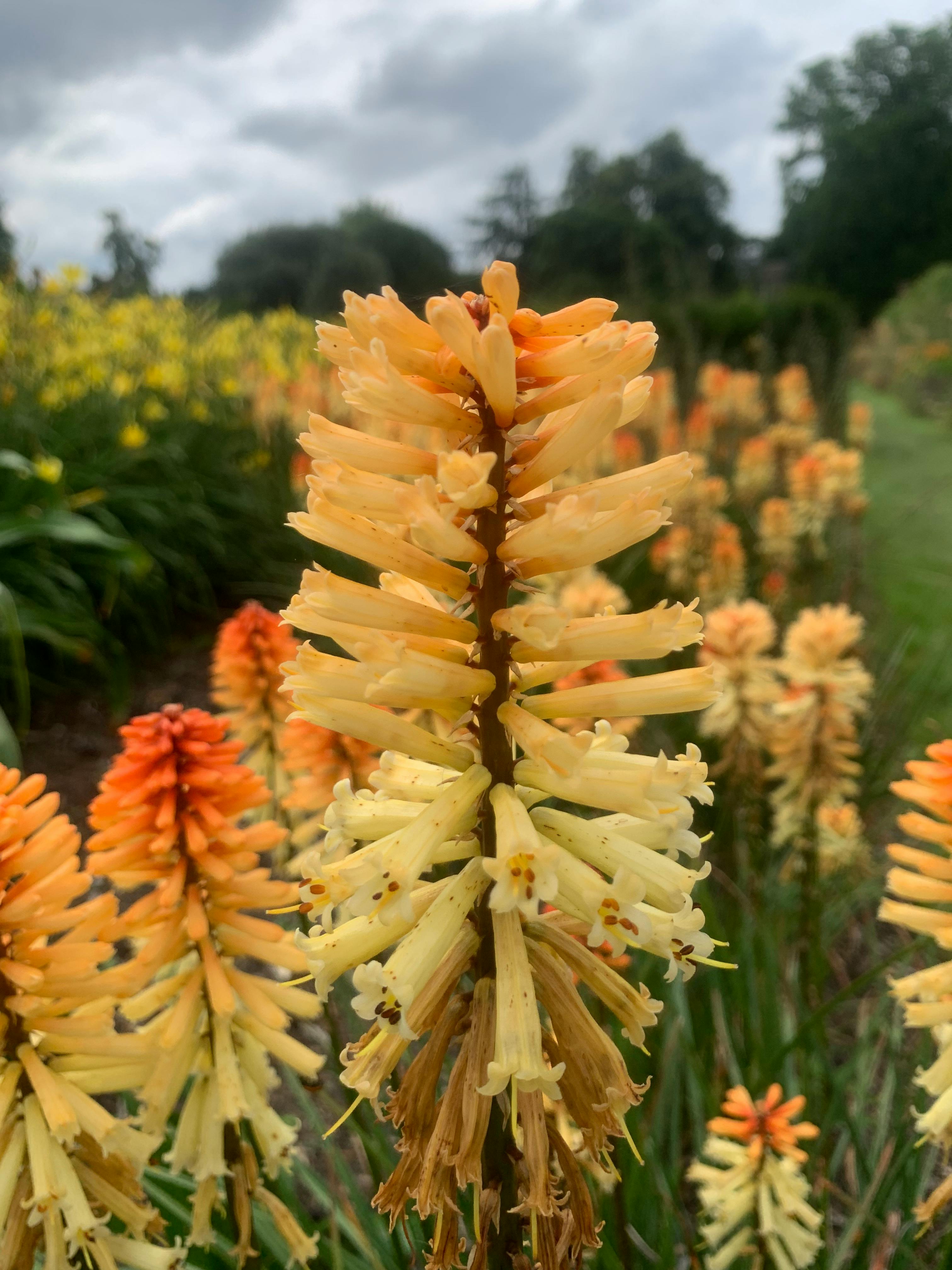 キュー ガーデンのチケット ー ロンドン Tiqets Com