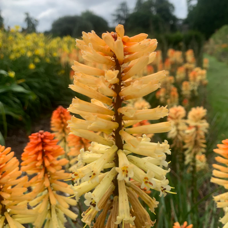 キュー ガーデンのチケット ー ロンドン Tiqets Com キュー ガーデンのチケット ー ロンドン Tiqets Com