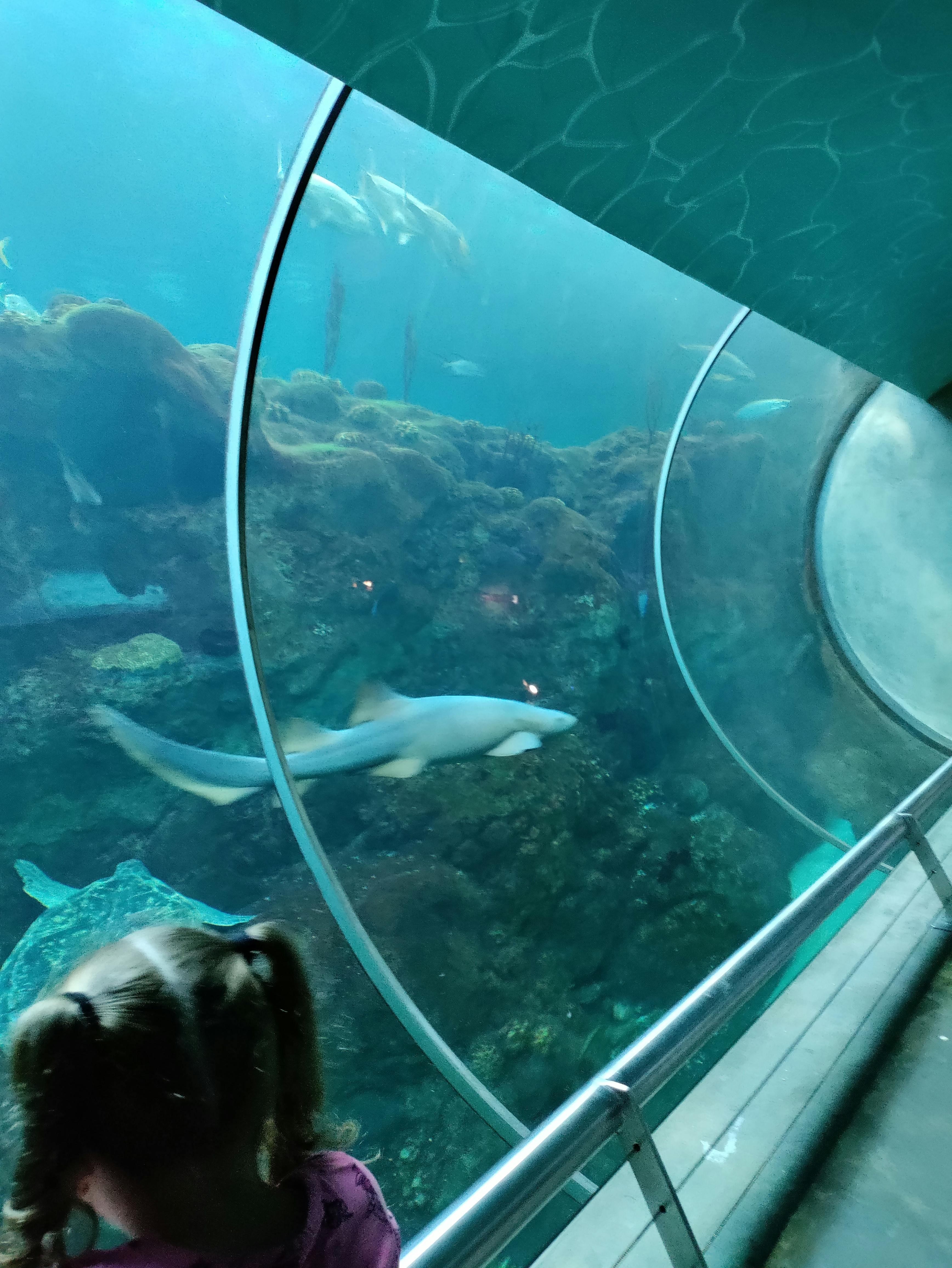 The Florida Aquarium Tickets Tampa