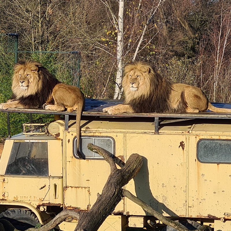 safari park beekse bergen tickets
