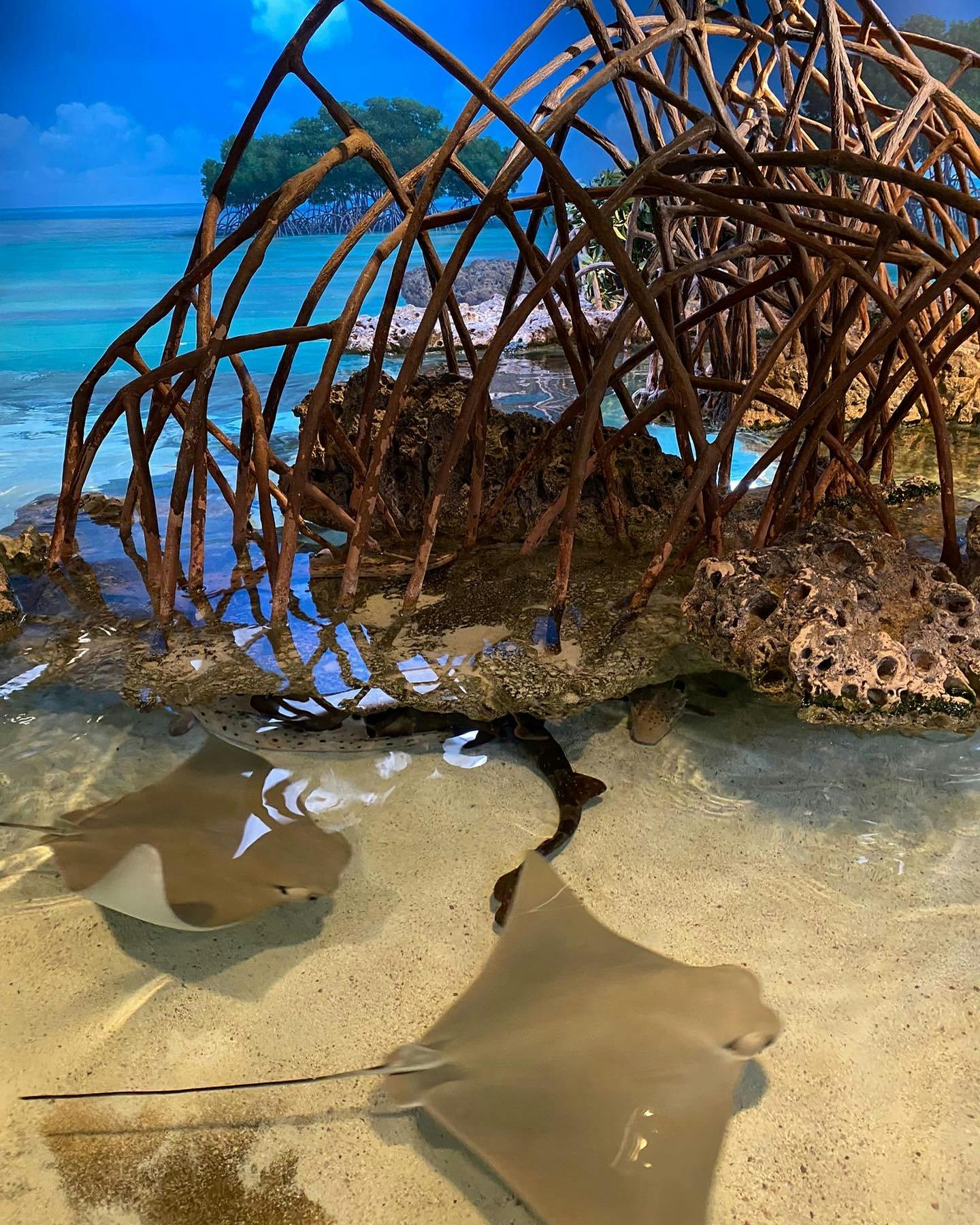 New England Aquarium tickets Boston