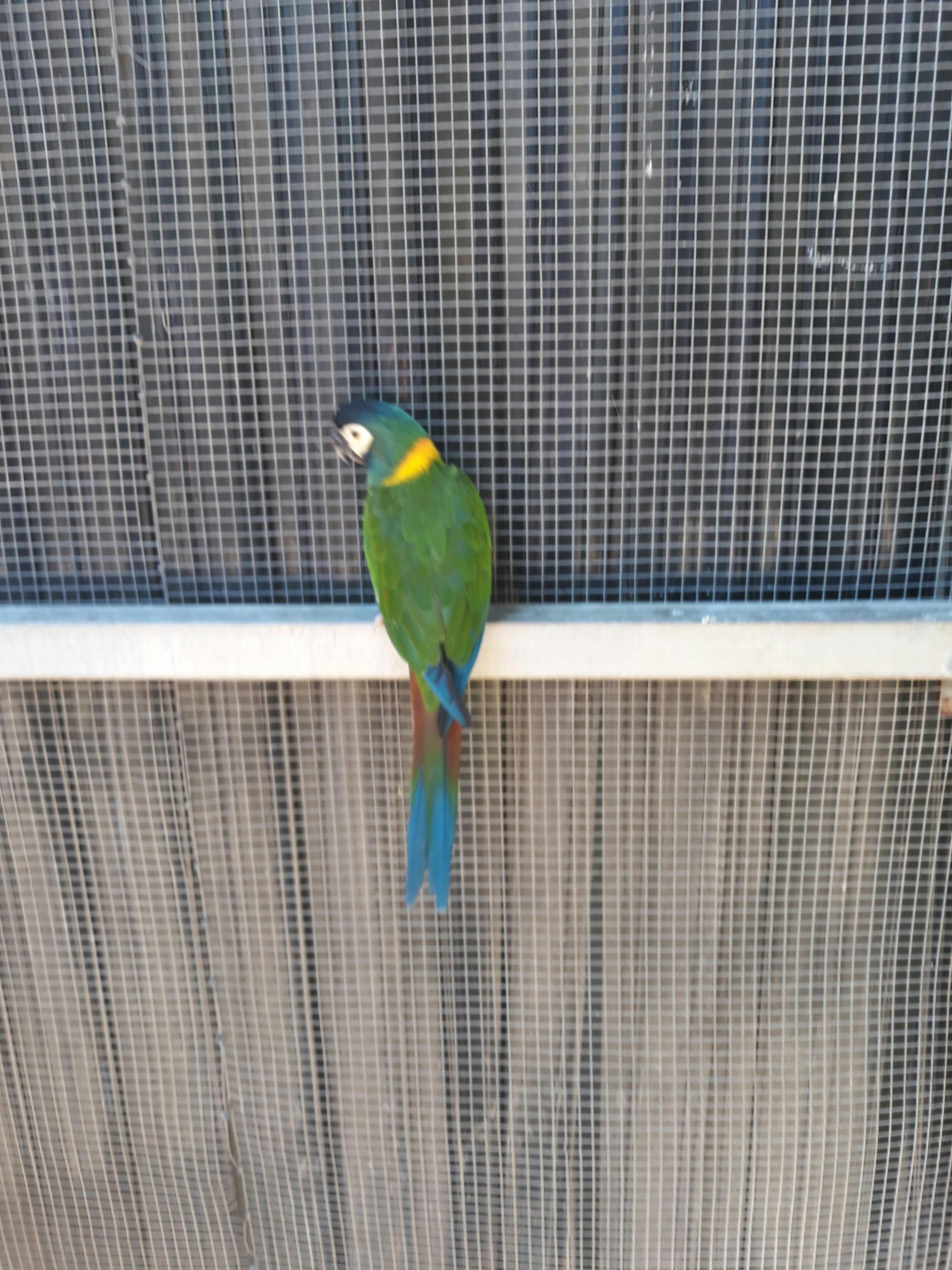 Maleny Botanic Gardens & Bird World tickets Maleny