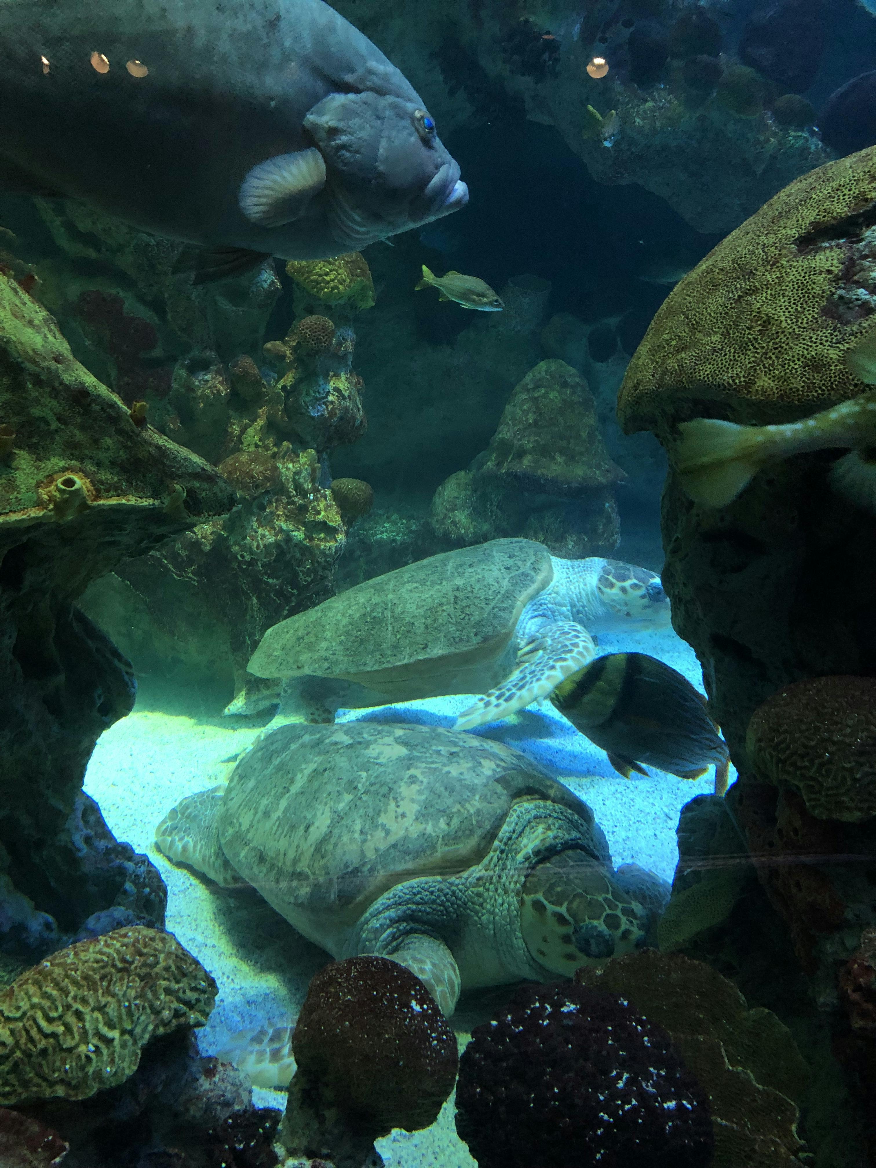 New England Aquarium Tickets Boston