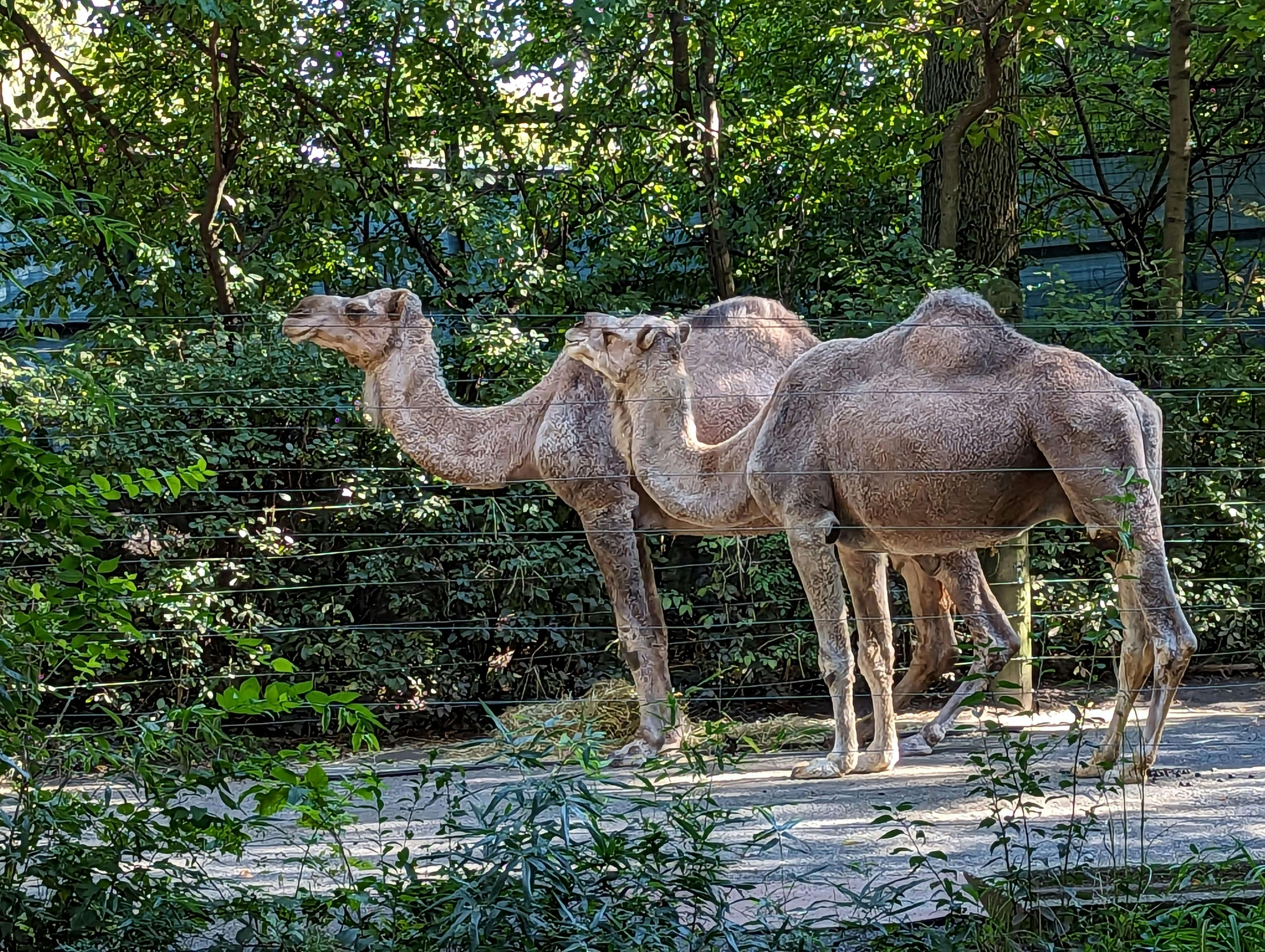 Bronx Zoo tickets New York