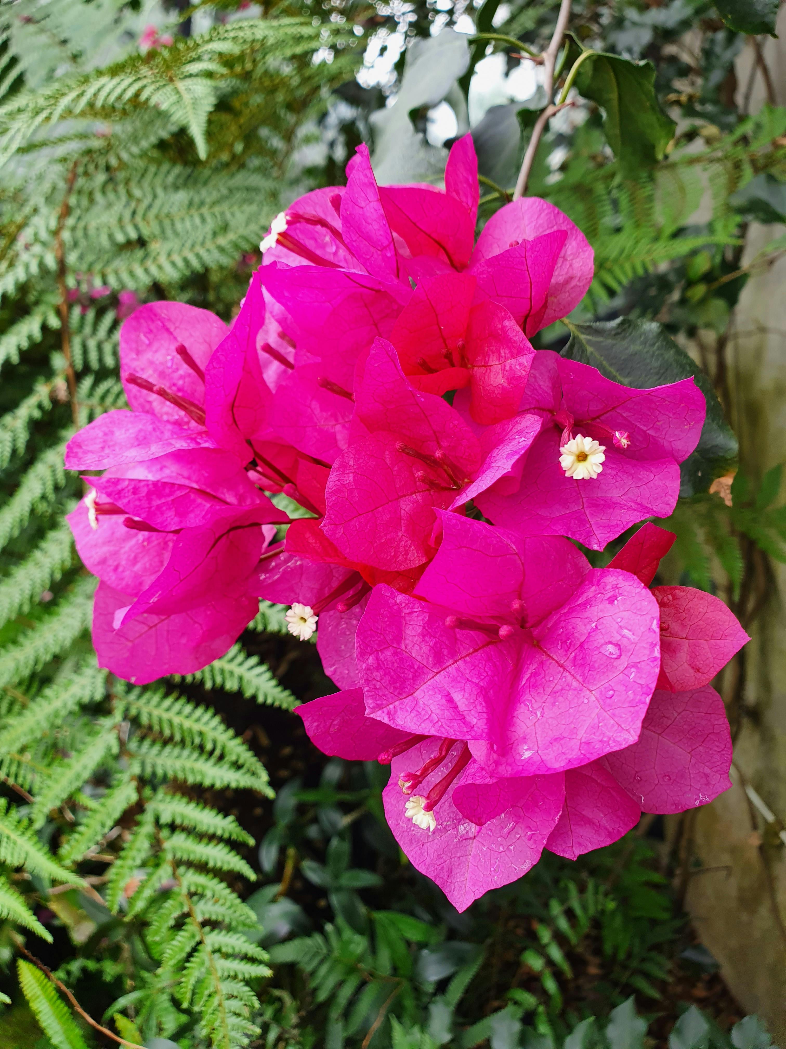 Kew Gardens tickets London