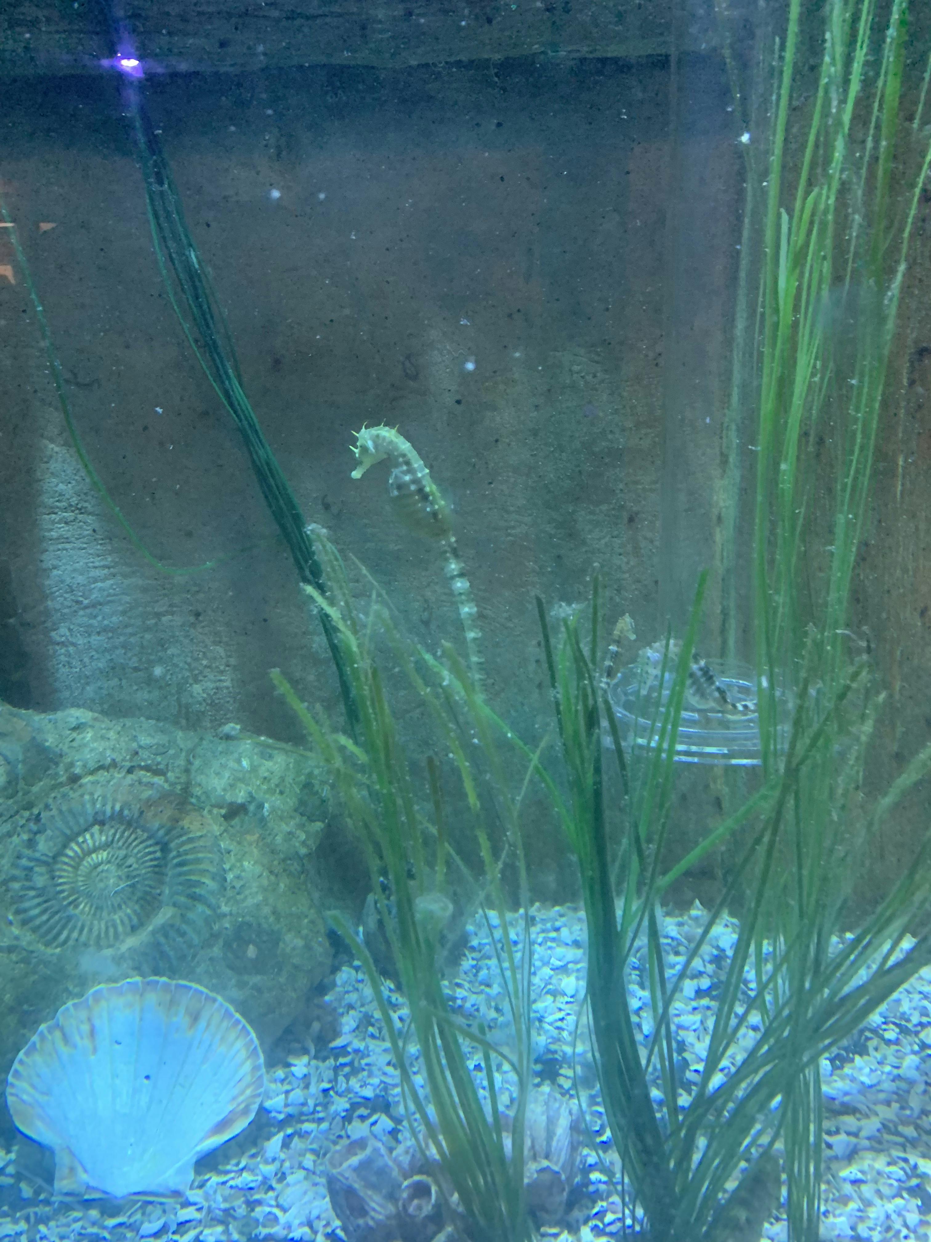 Exploris Aquarium Tickets Portaferry