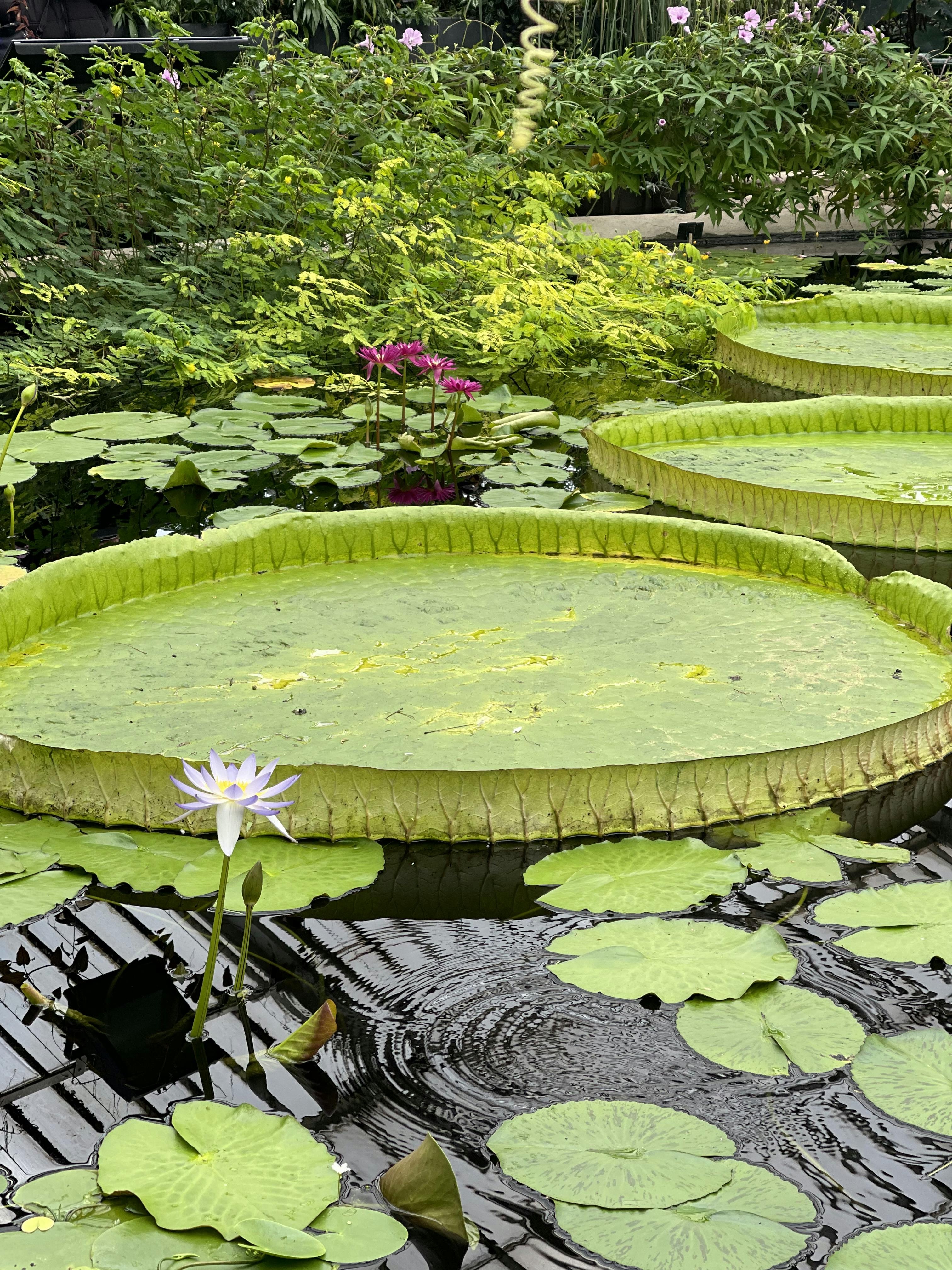 Kew Gardens Tickets London