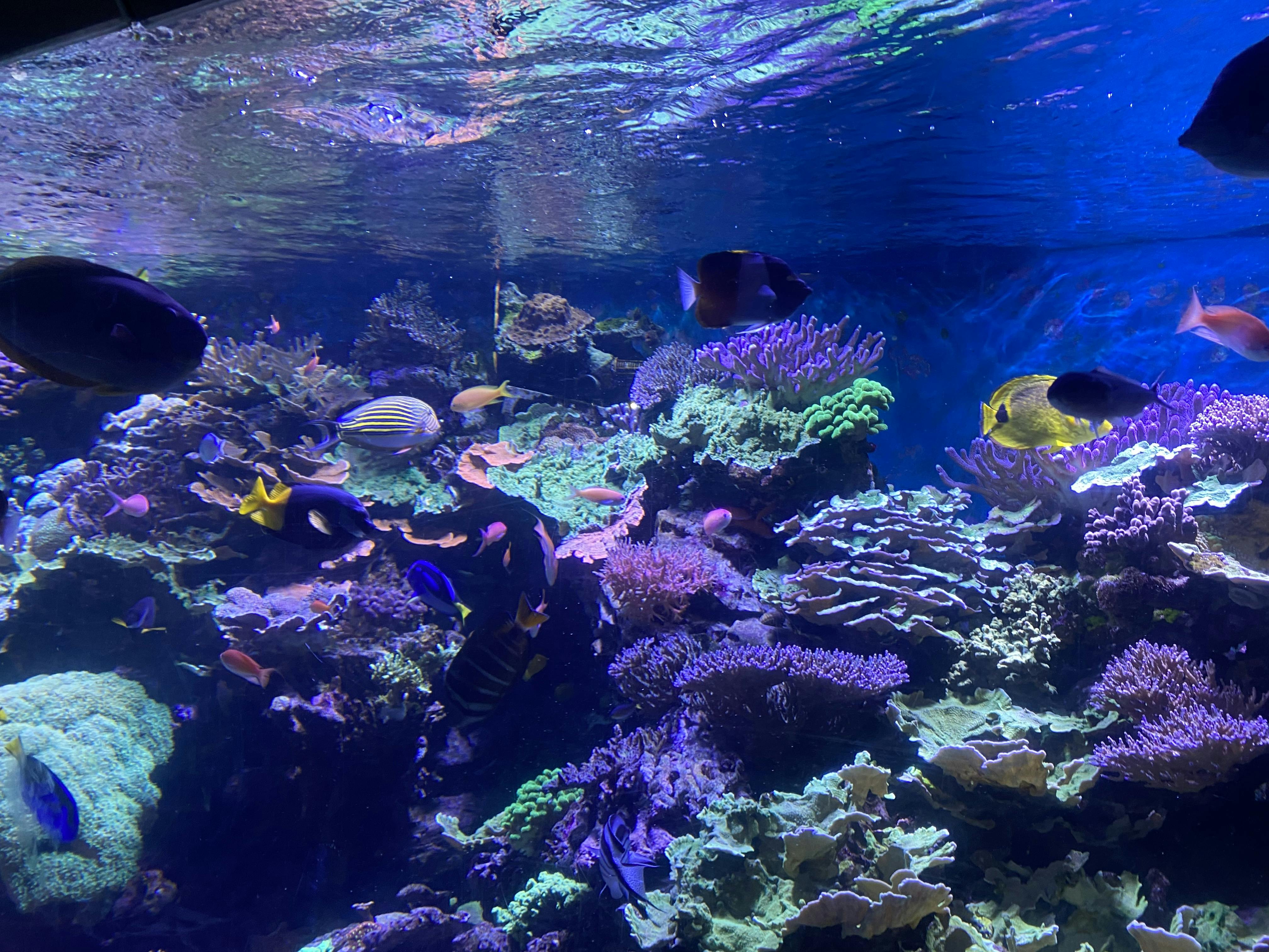 New York Aquarium Tickets Tiqets