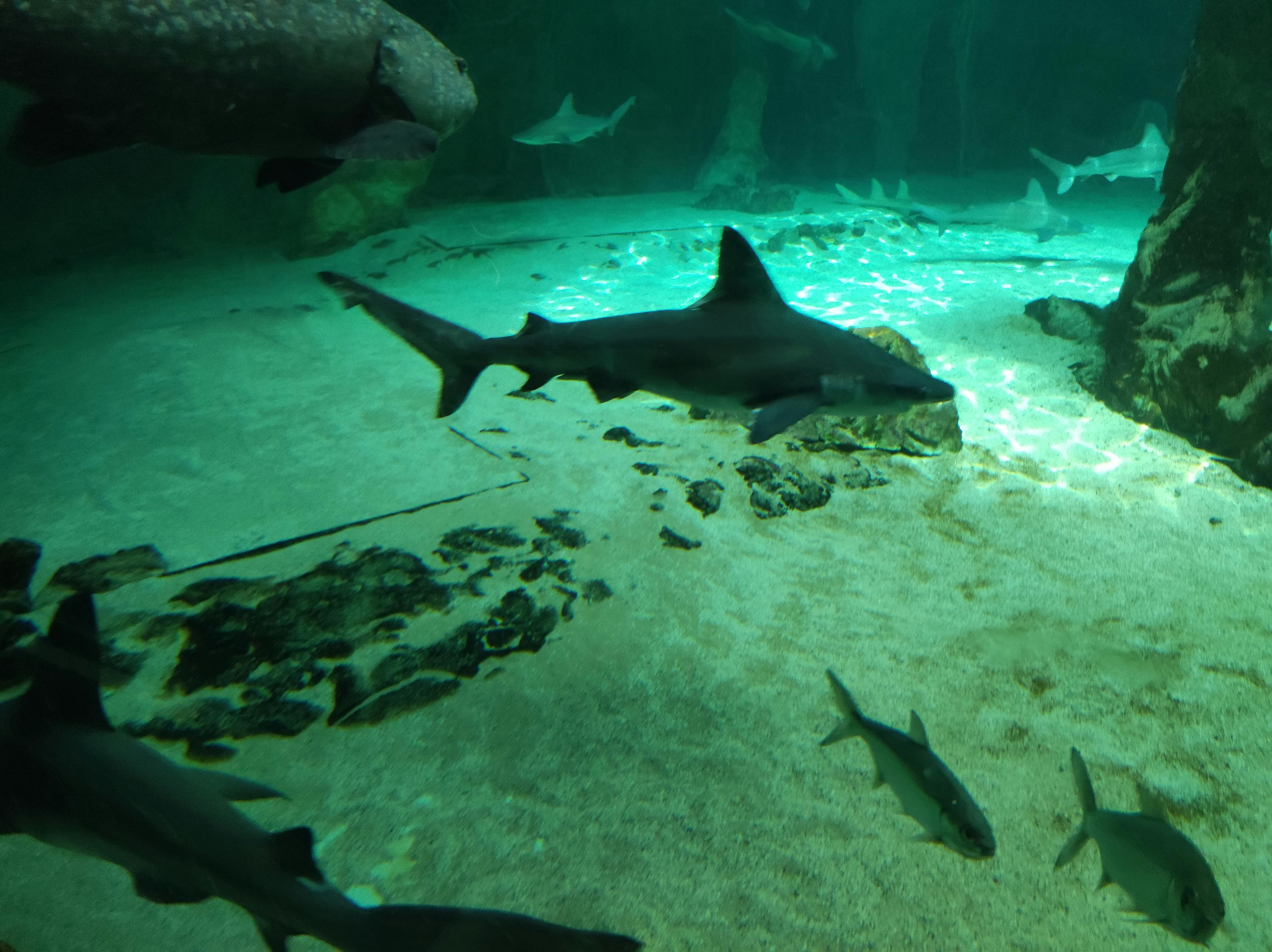 Tickets for Zoo Aquarium Madrid Tiqets