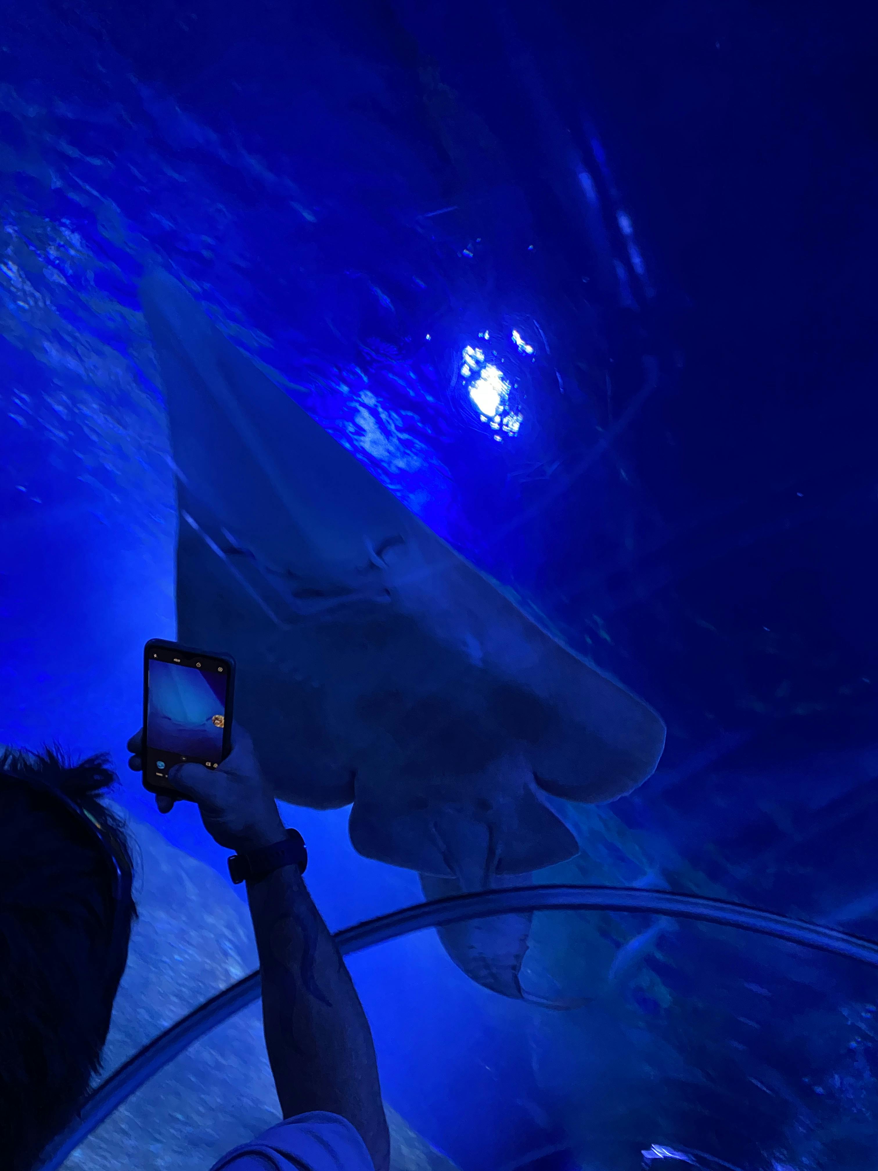 AQWA The Aquarium of Western Australia tickets Hillarys