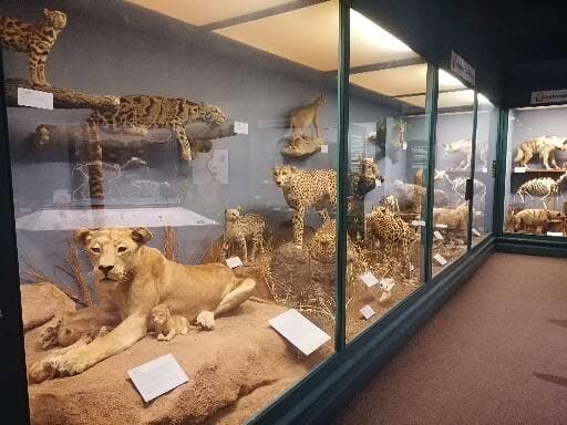 The Field Museum Tickets Chicago