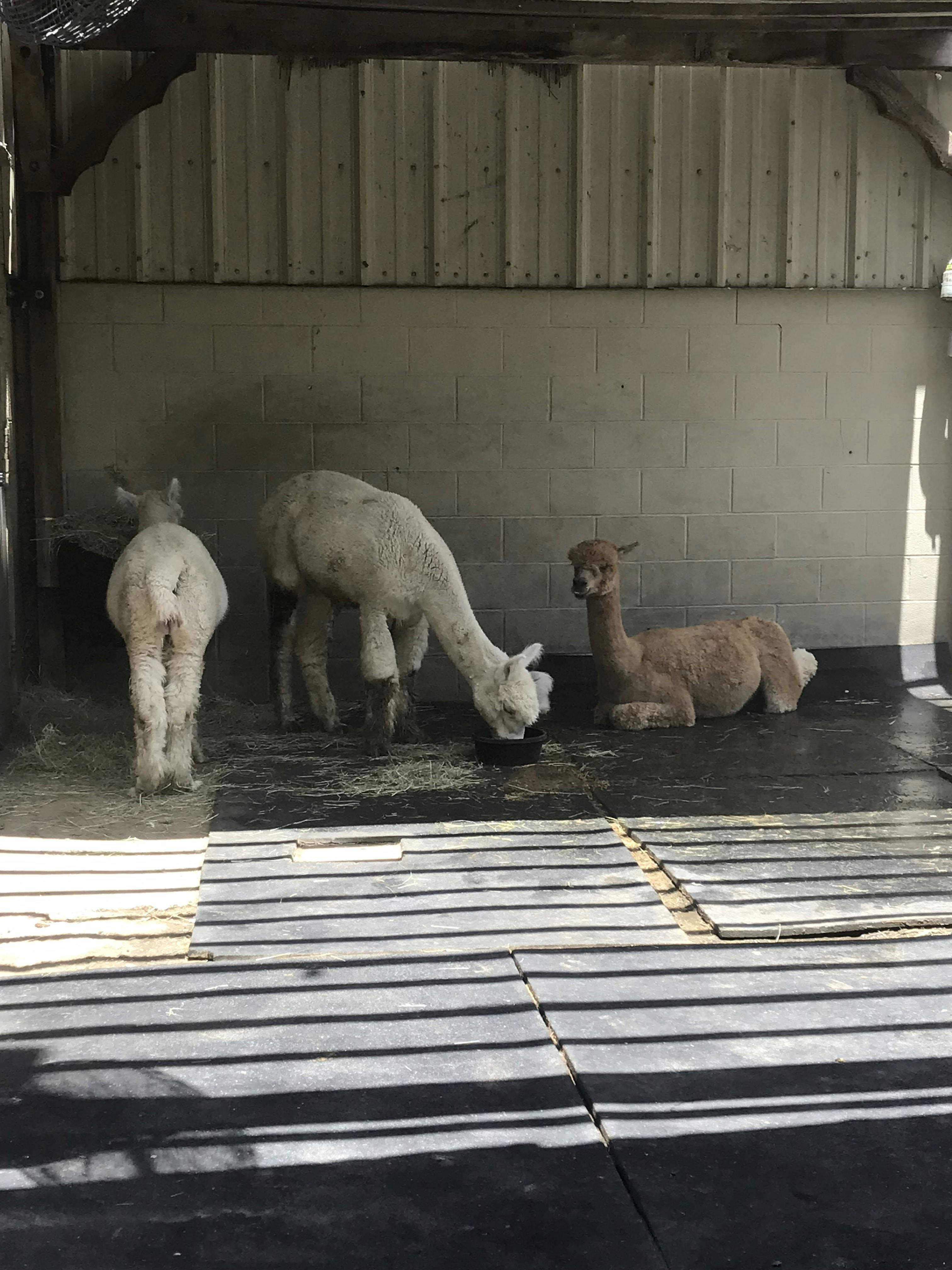 San Antonio Aquarium tickets San Antonio