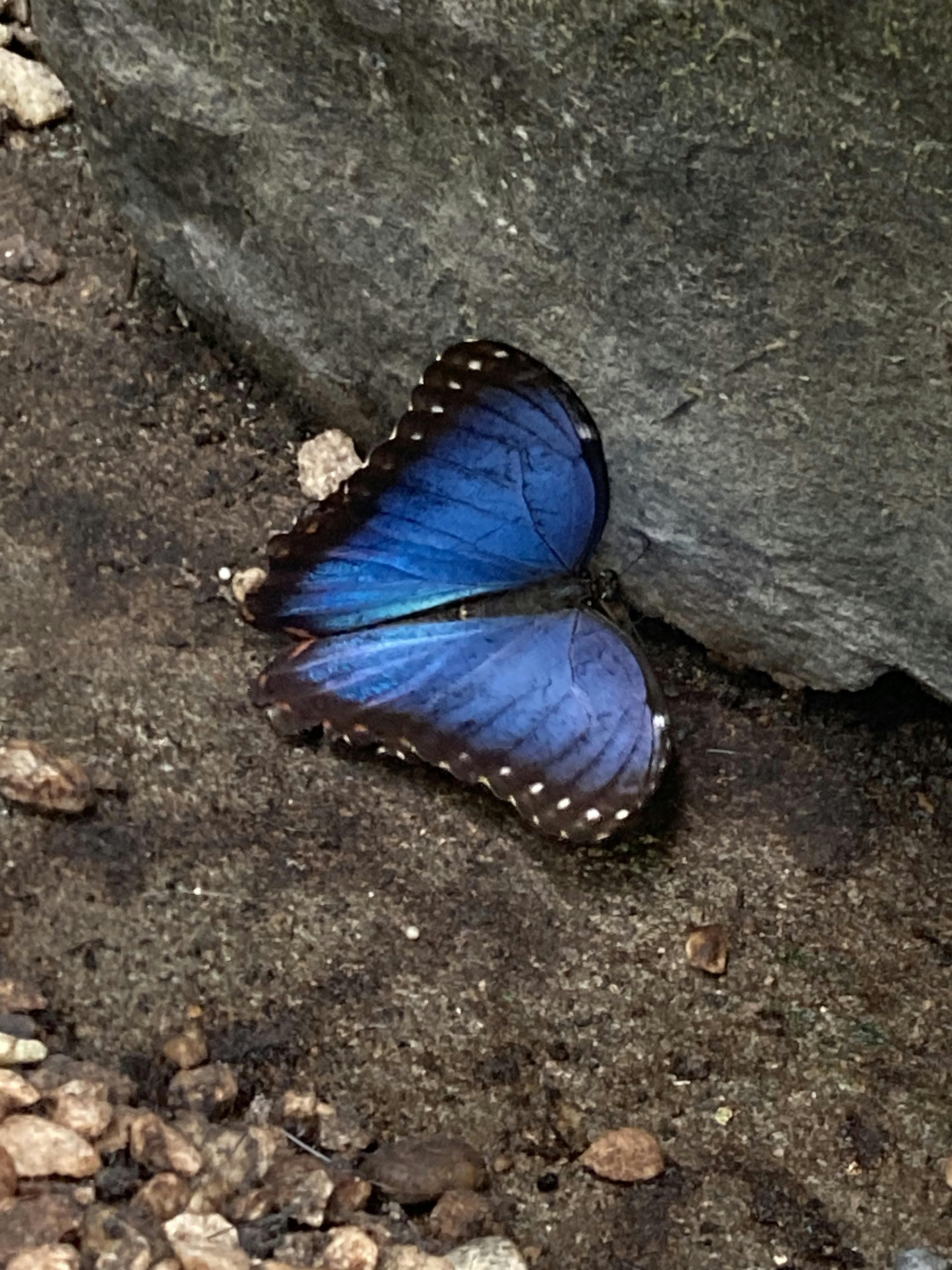 Papilonia Butterfly House Tickets Prague