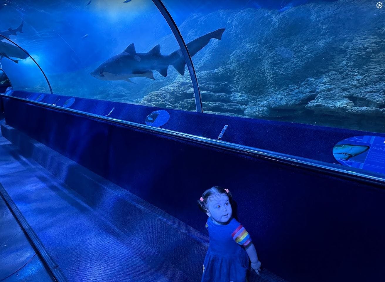 AQWA The Aquarium of Western Australia Tickets Perth