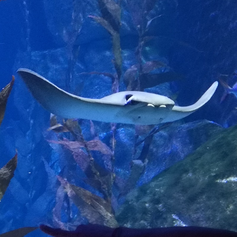 Biglietti per Acquario di Livorno Livorno Biglietti per Acquario di Livorno Livorno
