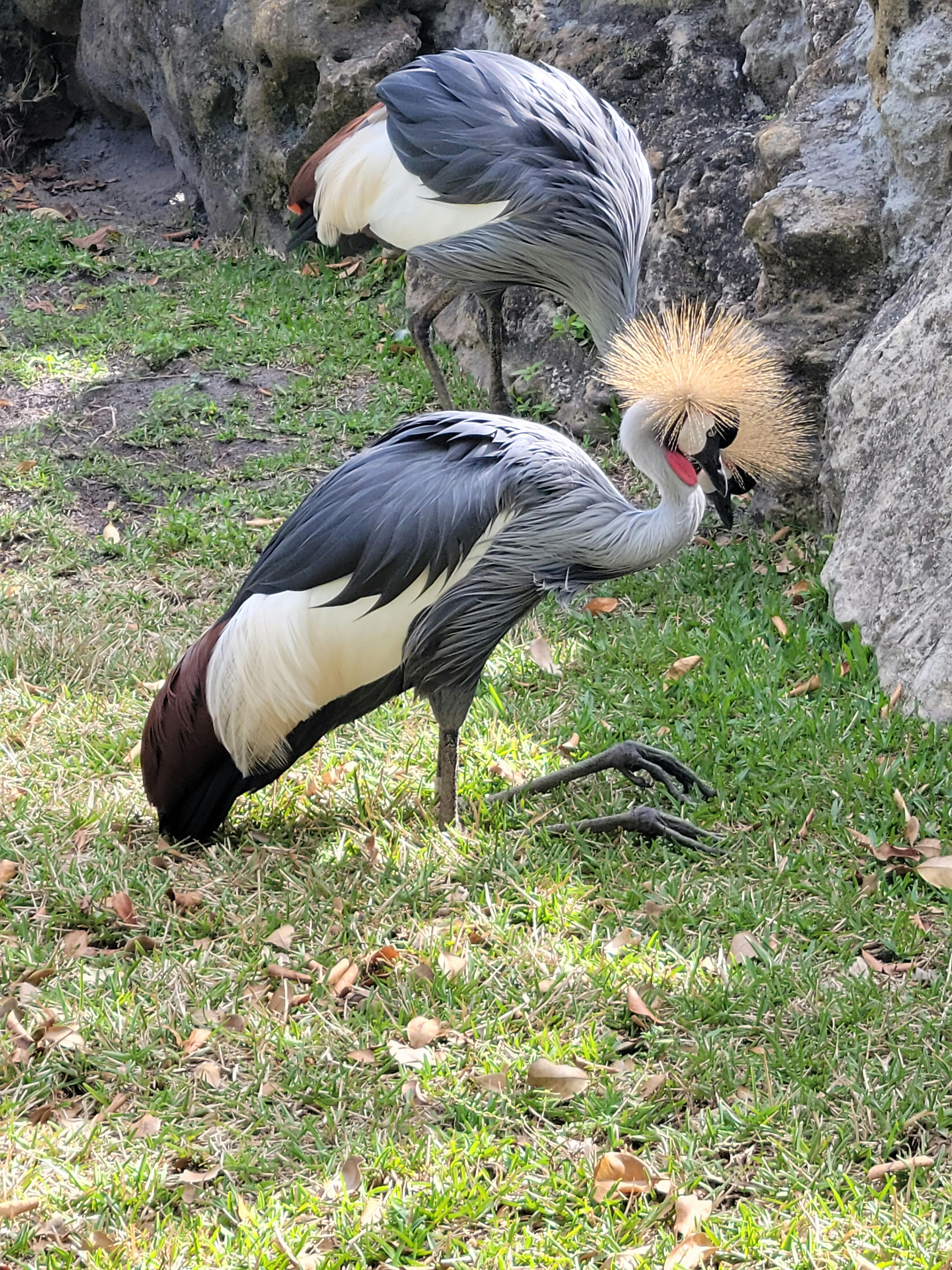 Lion Country Safari Tickets Loxahatchee