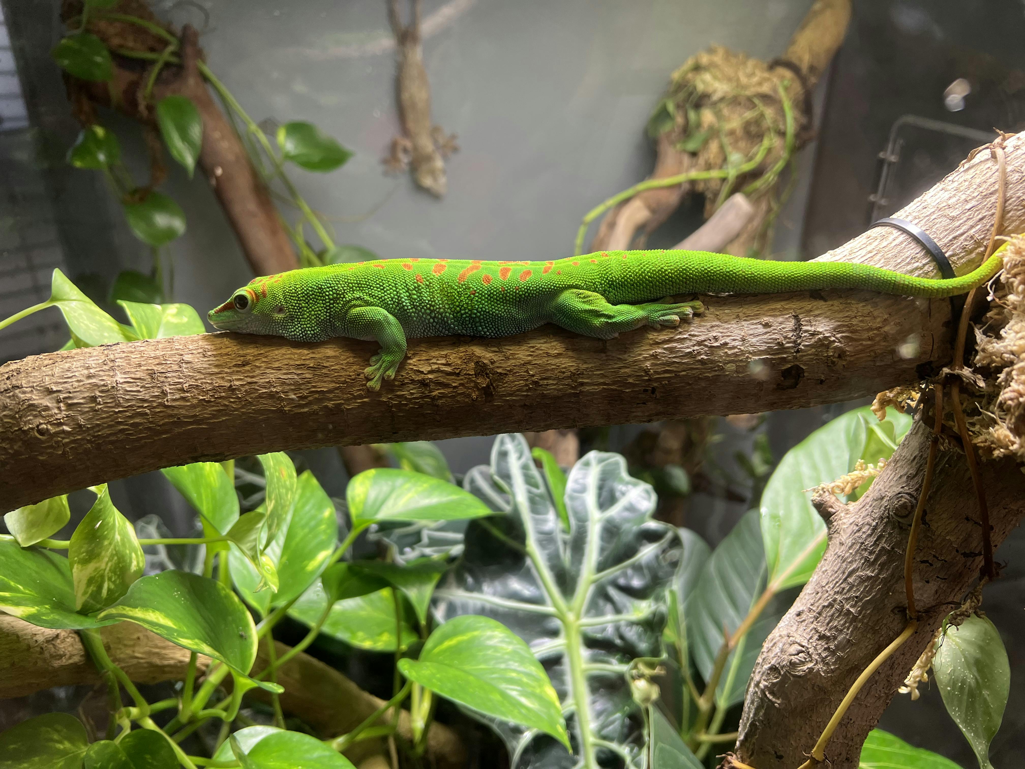 Tickets for California Academy of Sciences Tiqets