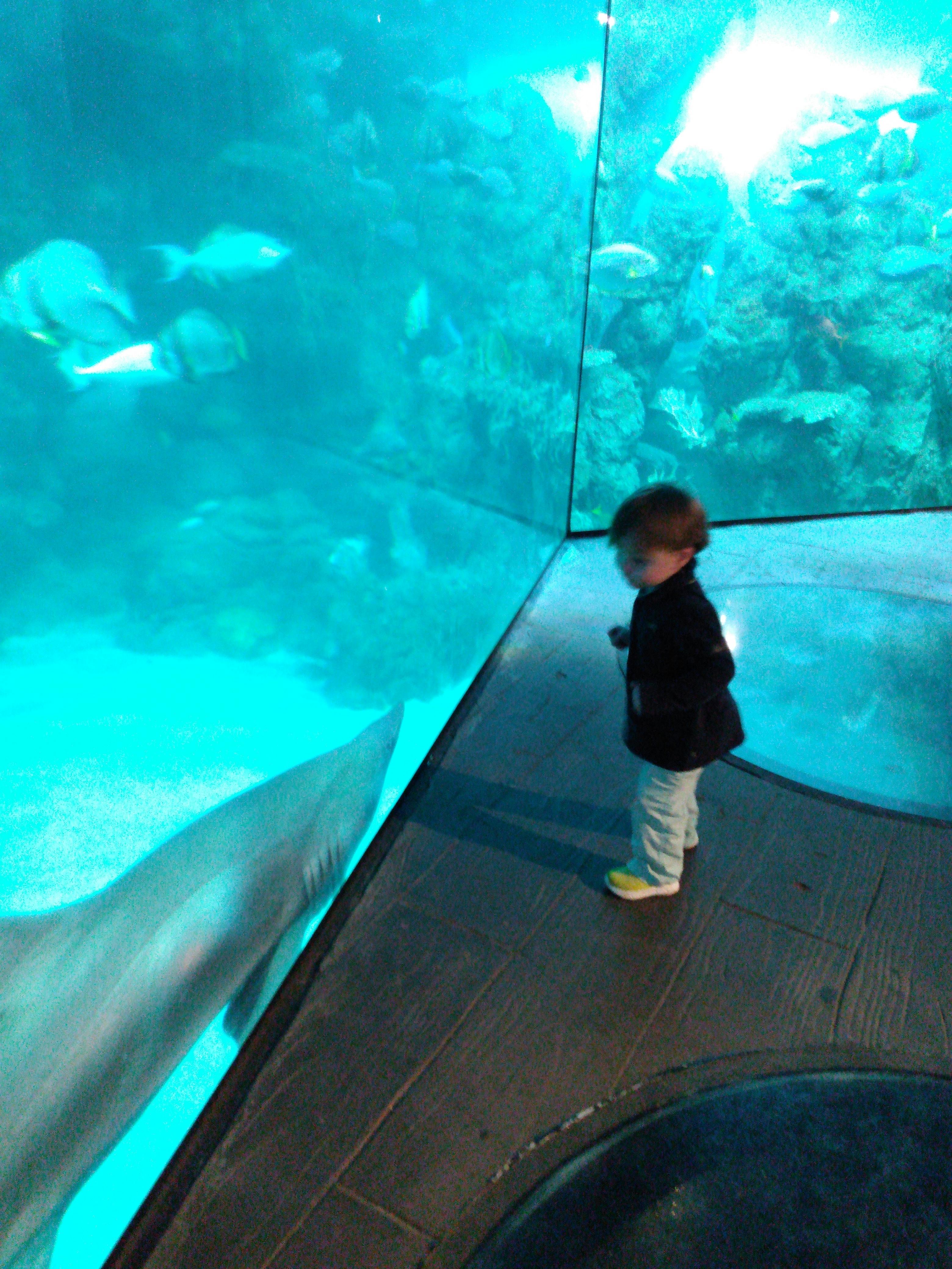 Downtown Aquarium Denver tickets Denver